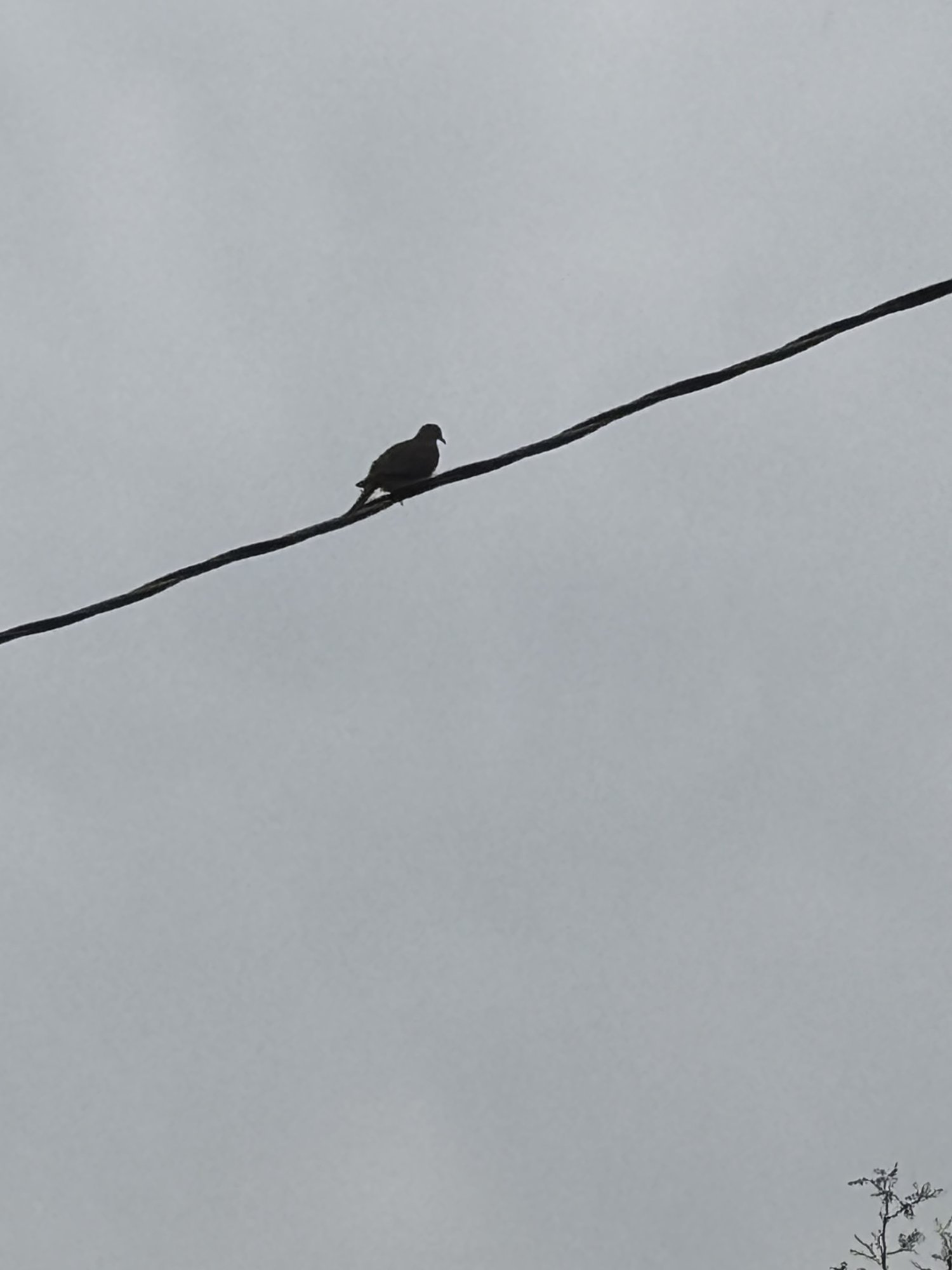 IMG_0498.jpeg