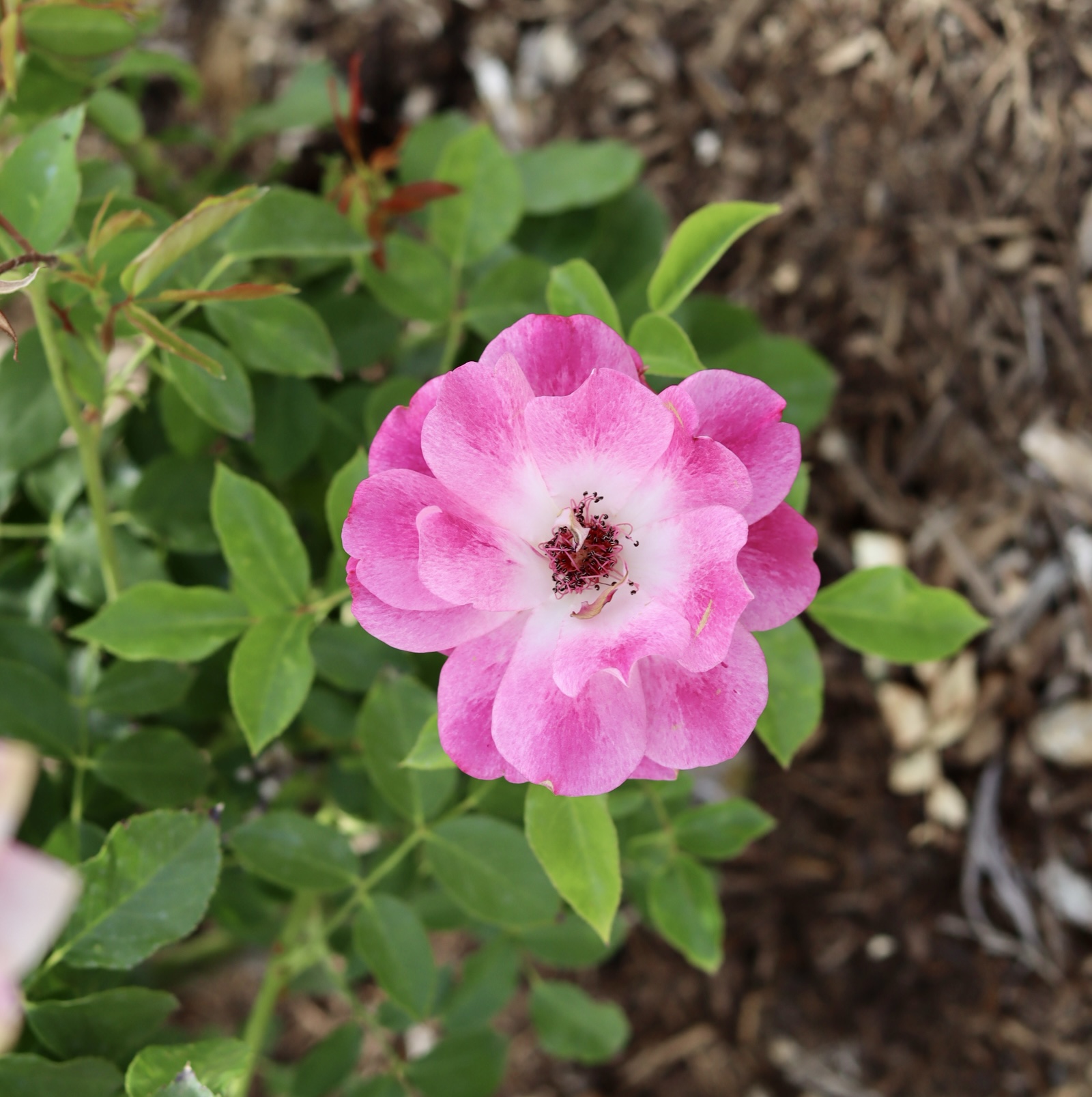 IMG_0685.jpeg
