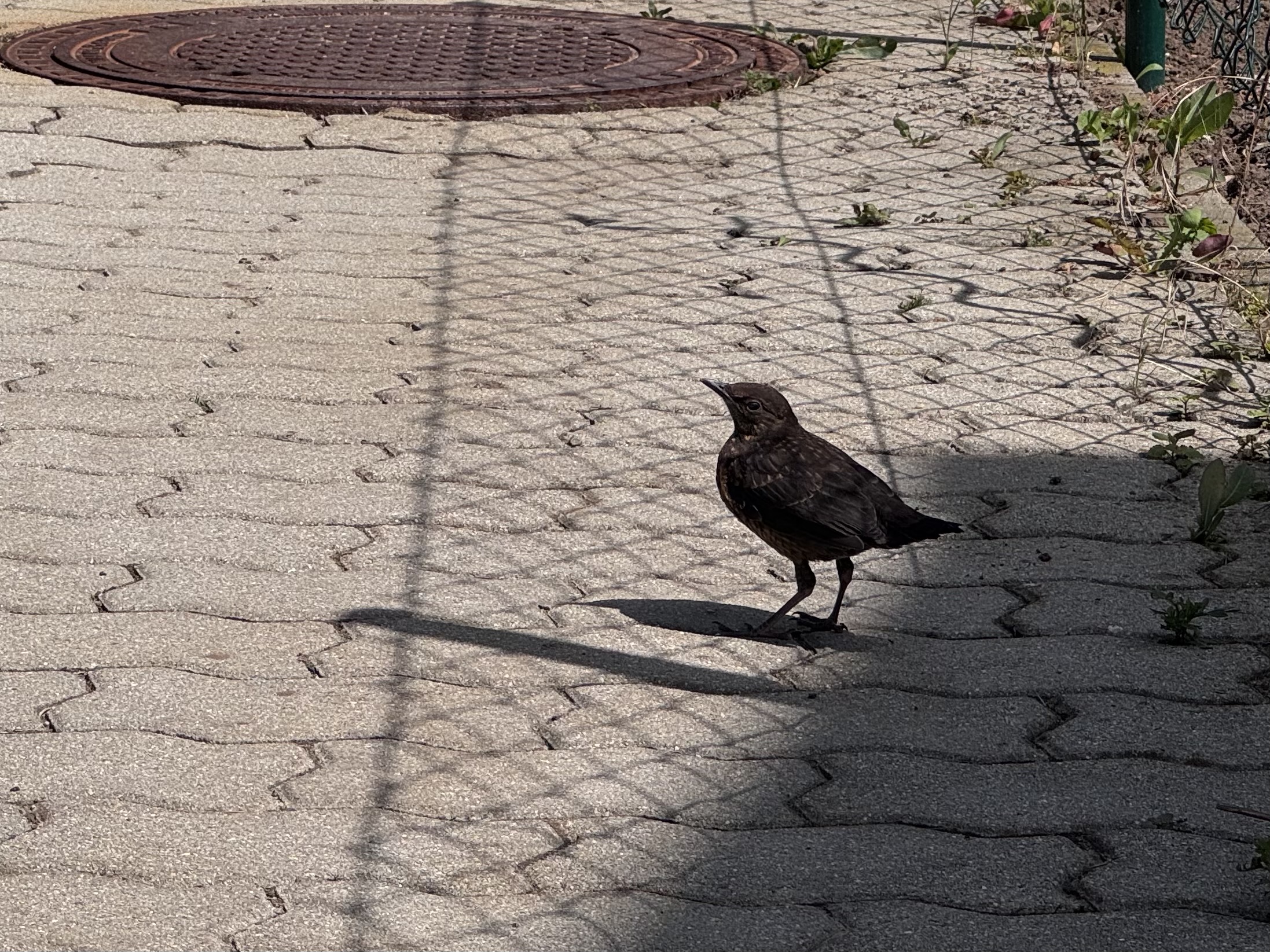 IMG_1153.jpeg