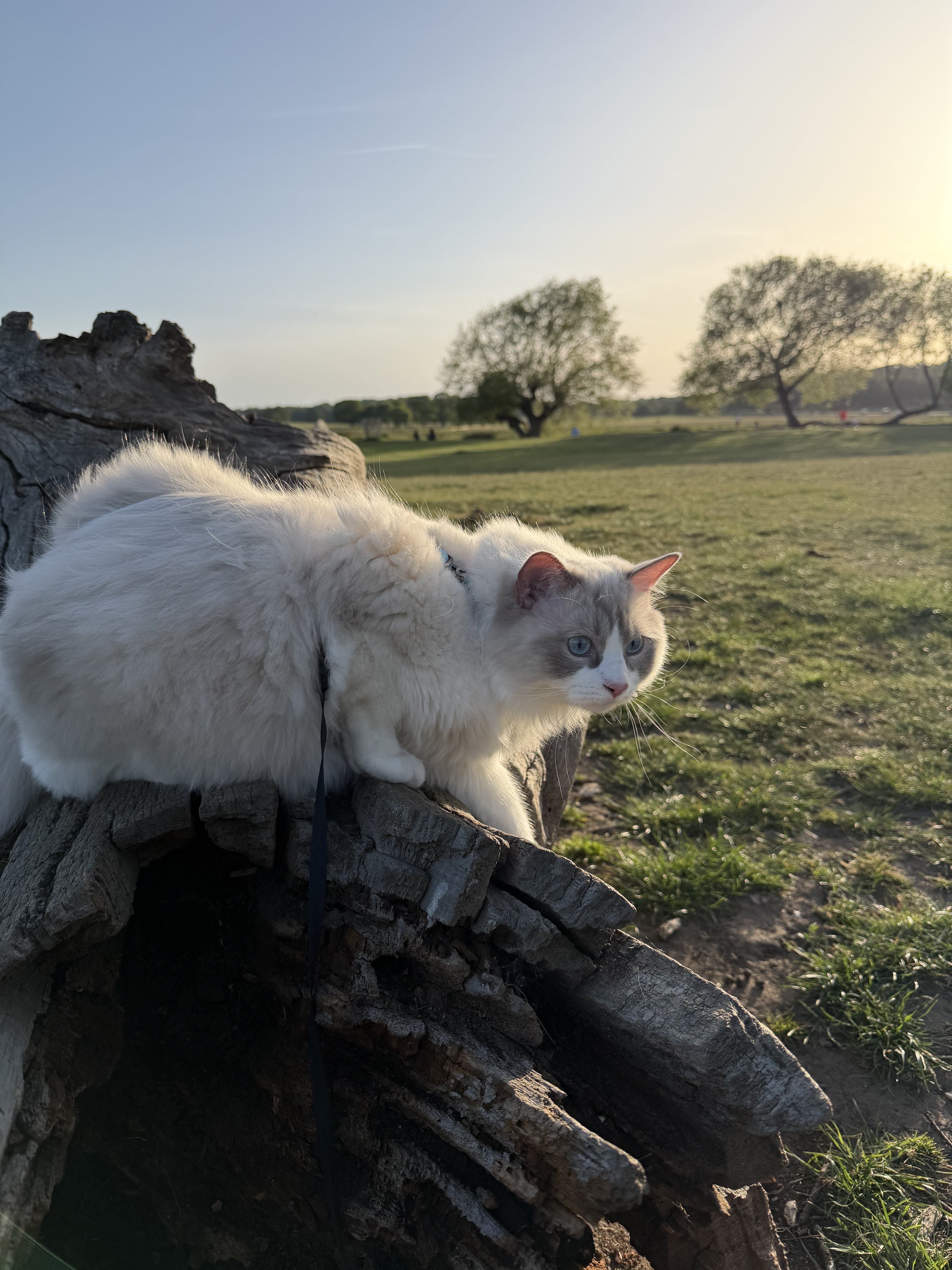 IMG_1468.jpeg