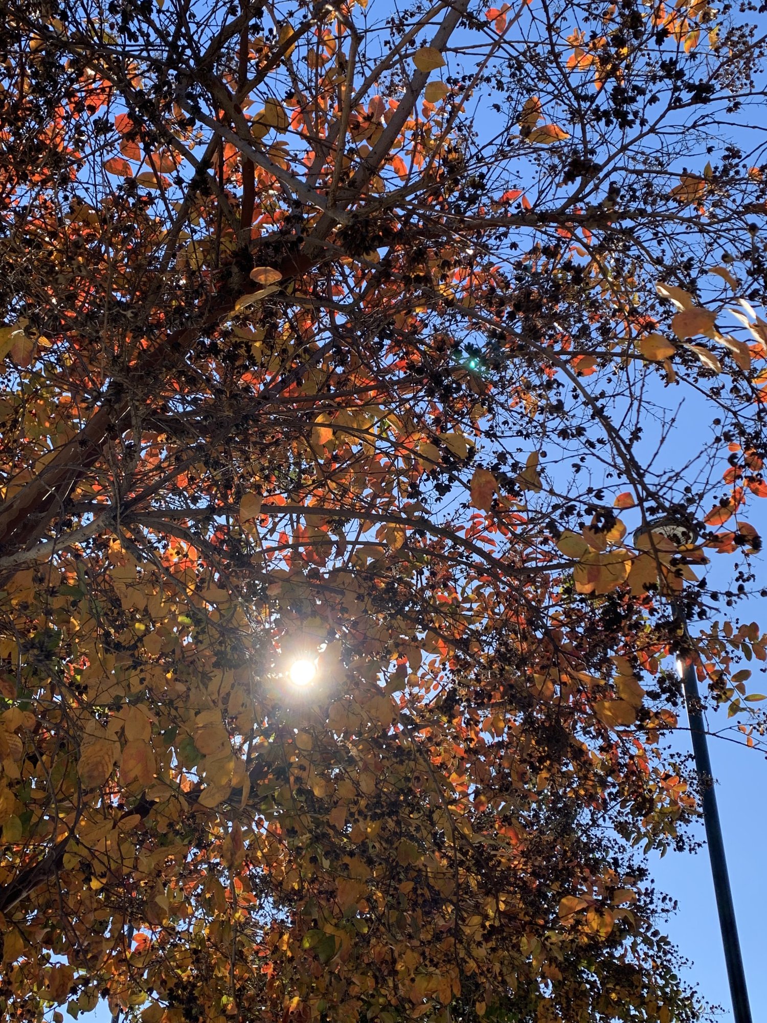 IMG_1943.jpeg