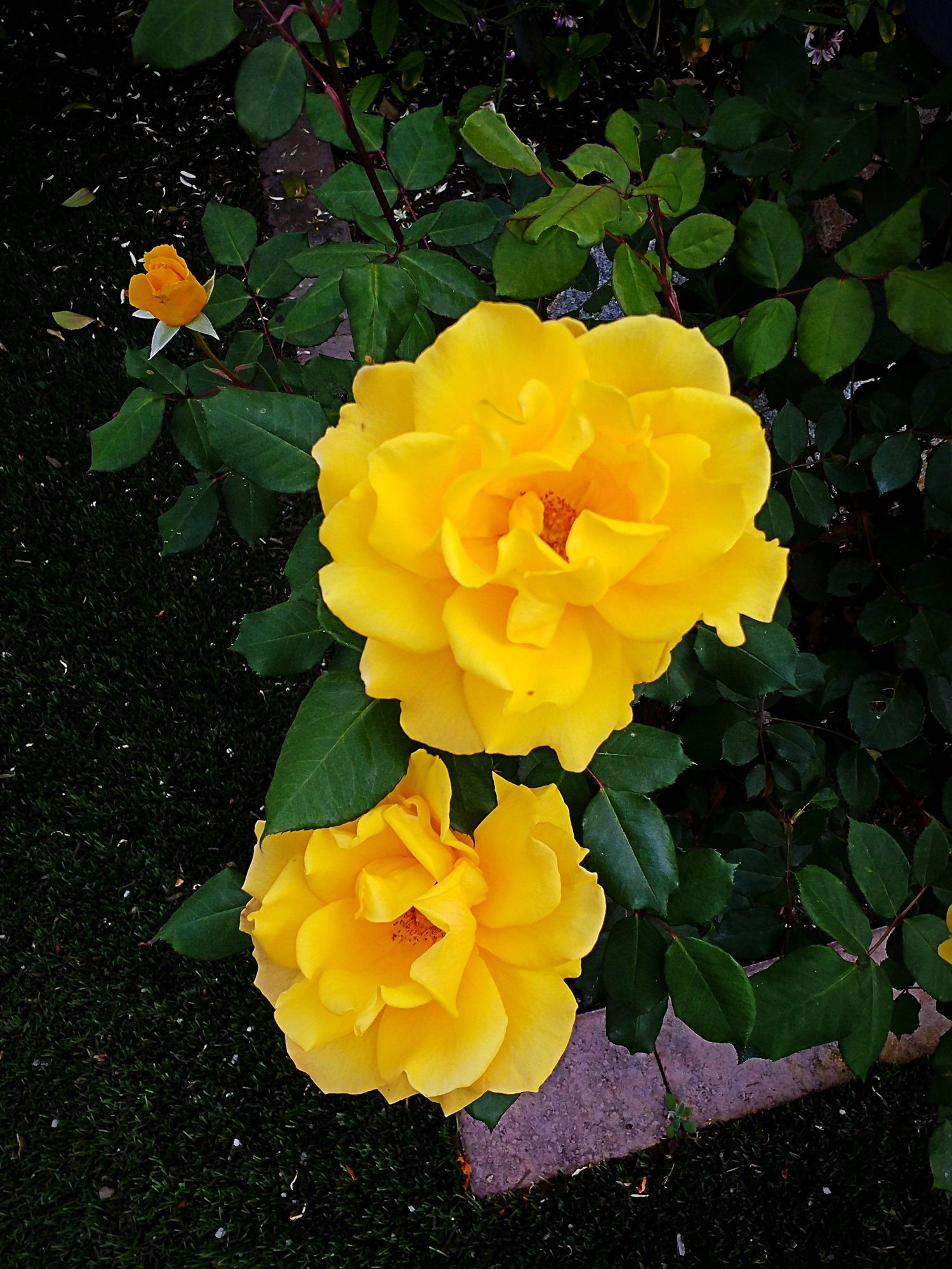 IMG_20250425_163102 xv.jpg