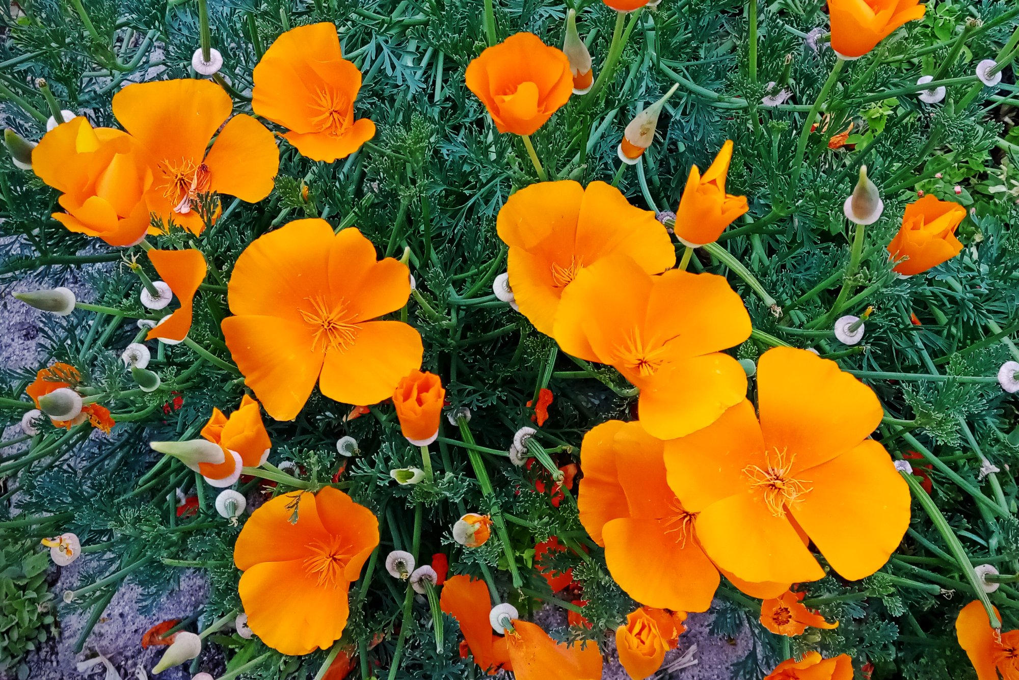 IMG_20250428_091053 xvcrop.jpg