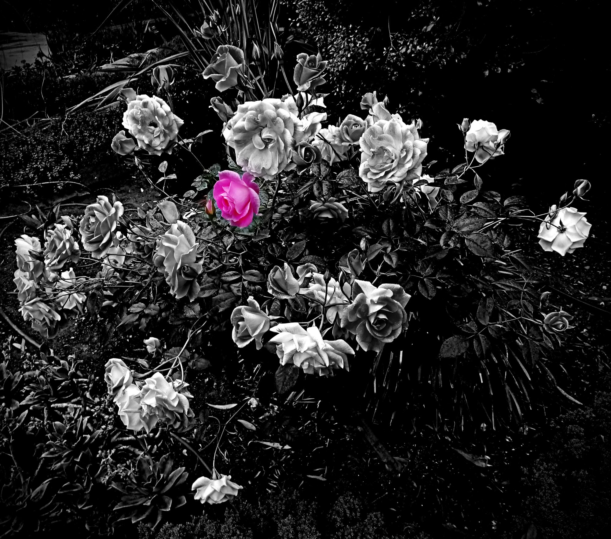 IMG_20250502_082946 xv2croppop (1).jpg