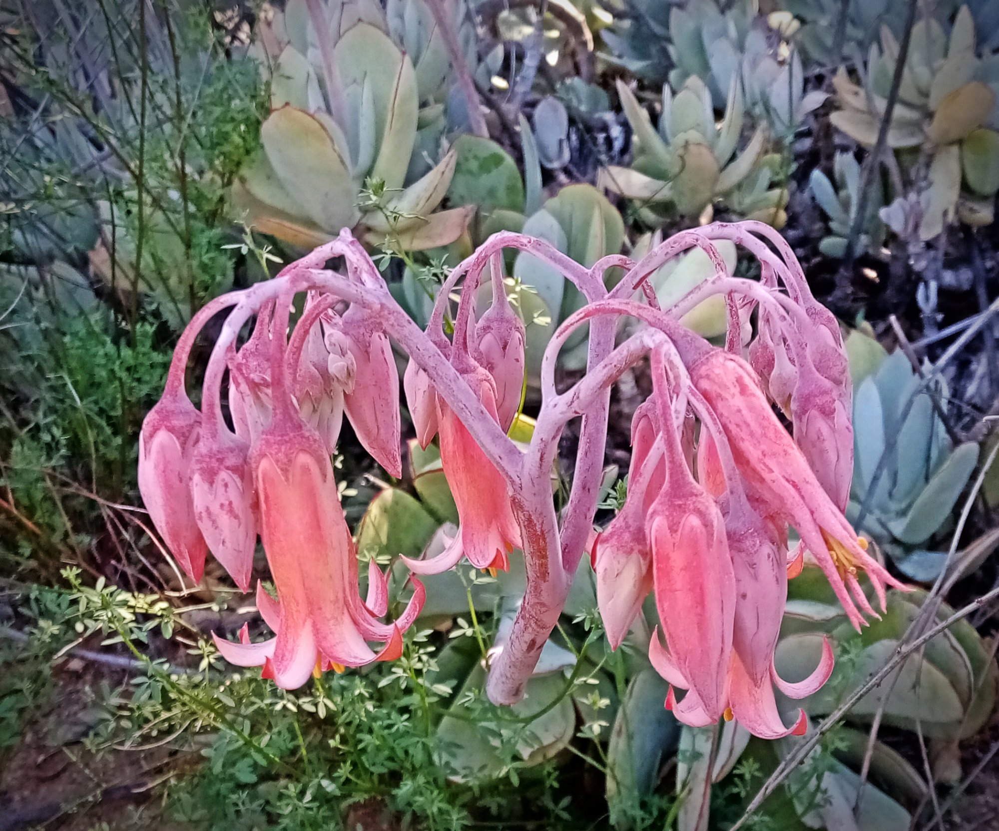 IMG_20250515_092226 cropxv2.jpg