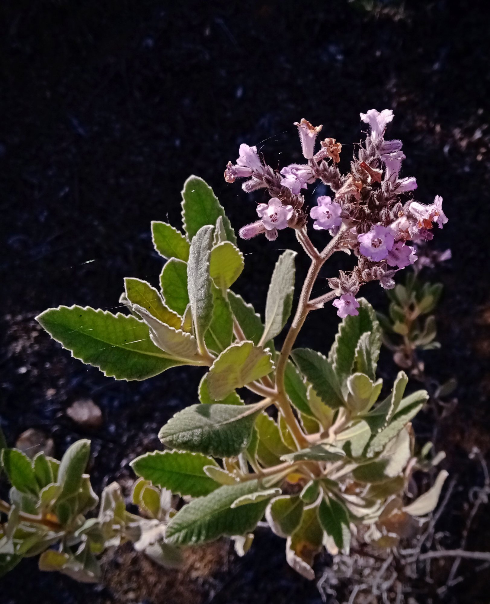 IMG_20250522_085810 cropxv.jpg