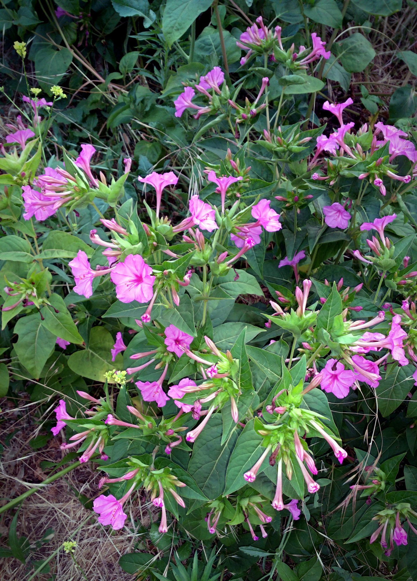 IMG_20250701_194651 cropxvS.jpg