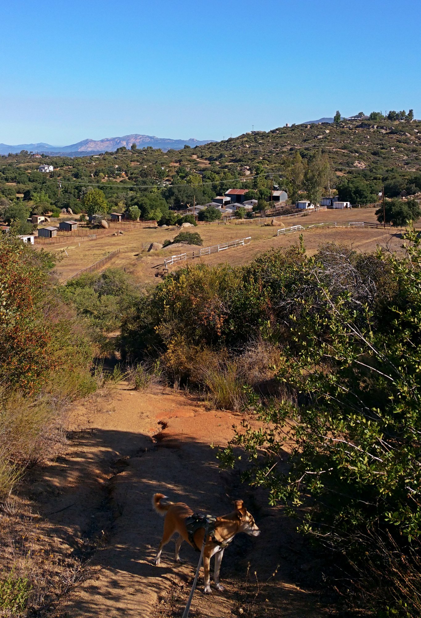 IMG_20250703_083341 cropxS.jpg