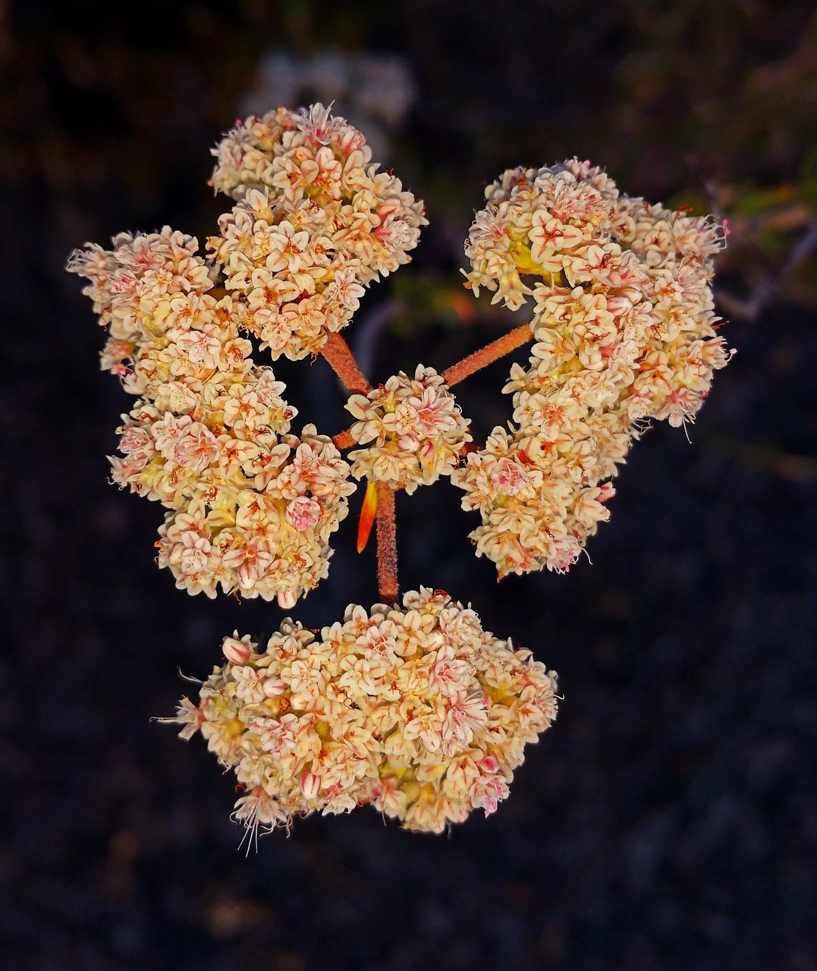 IMG_20250728_084518 cropx.jpg