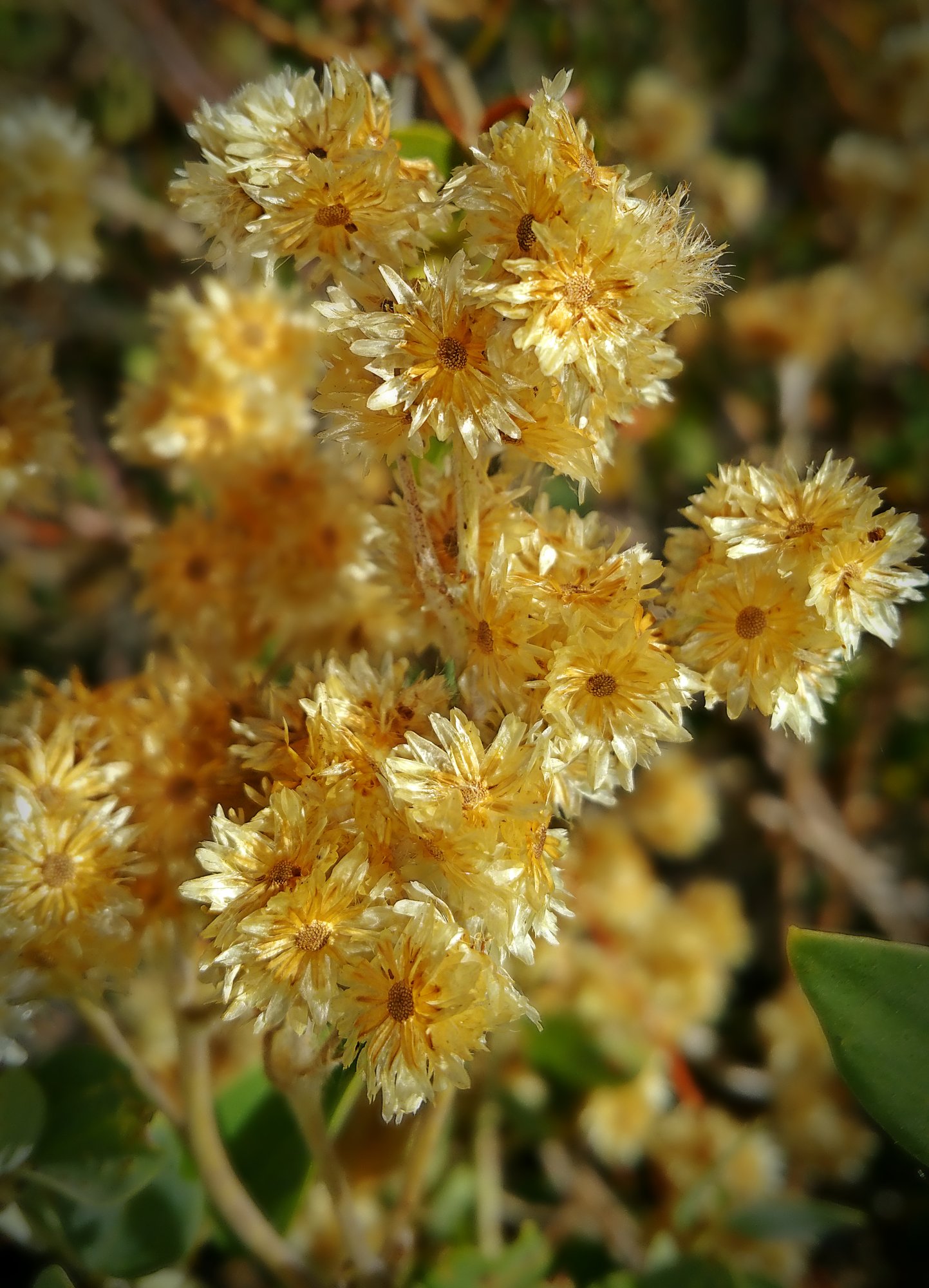 IMG_20250728_084743 cropx.jpg