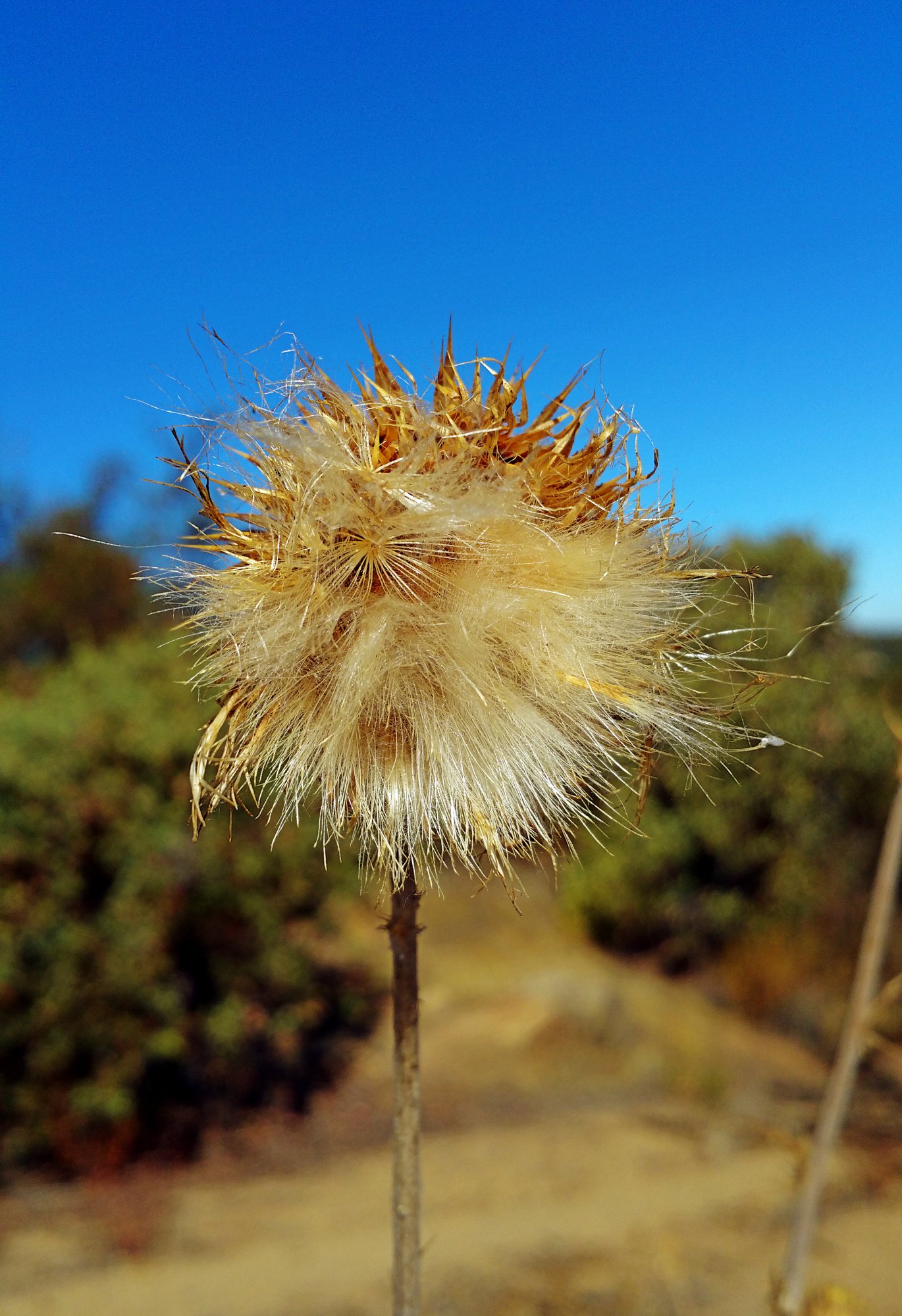 IMG_20250728_085029 cropx.jpg