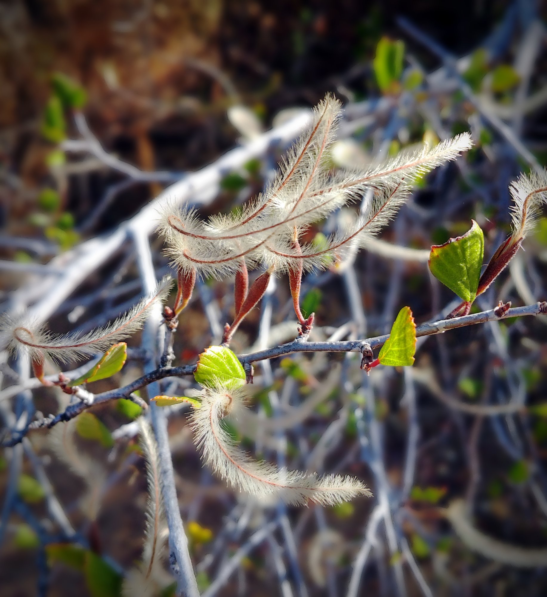 IMG_20250728_090839 cropx2.jpg