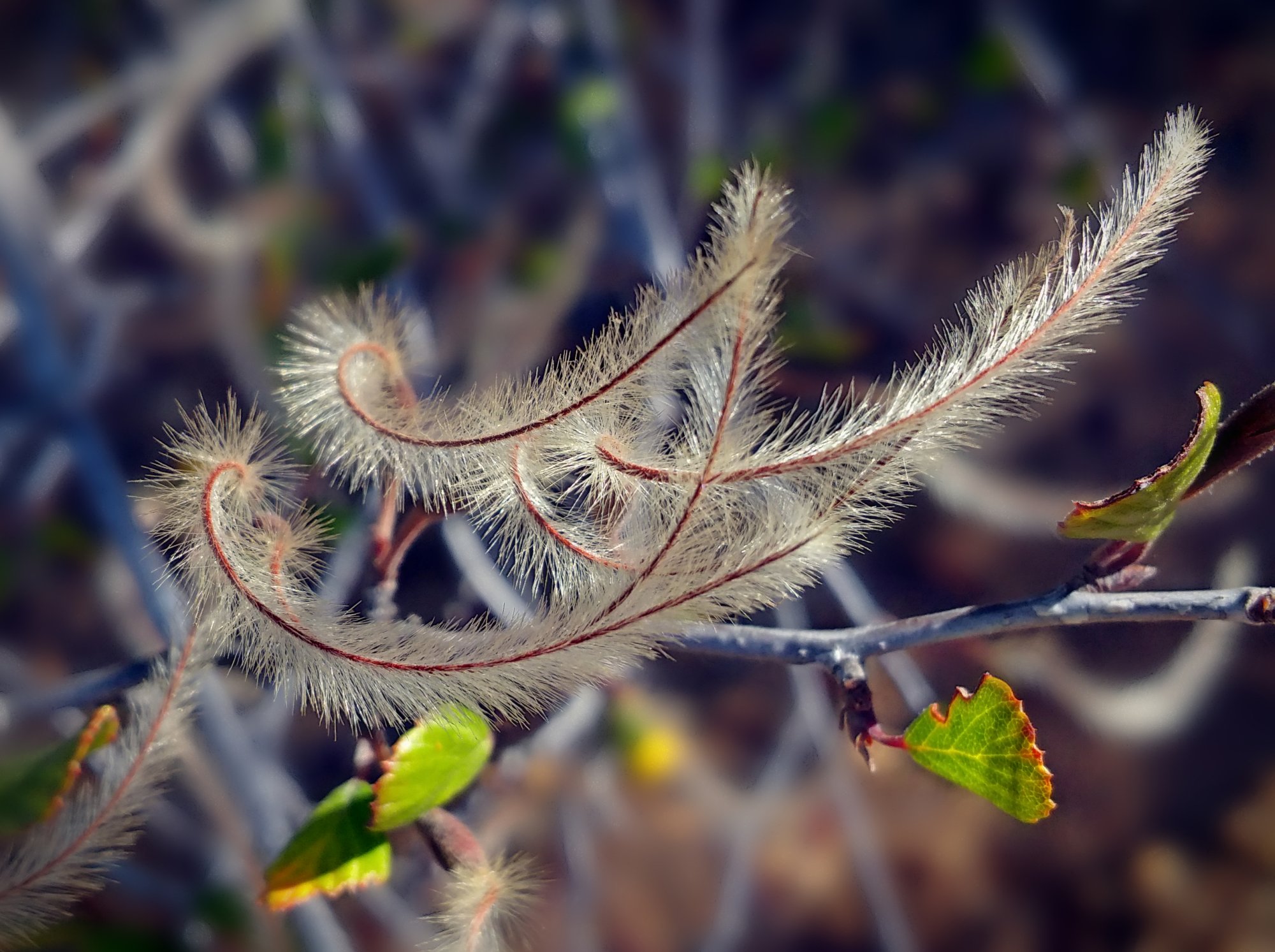 IMG_20250728_090848 cropx2.jpg