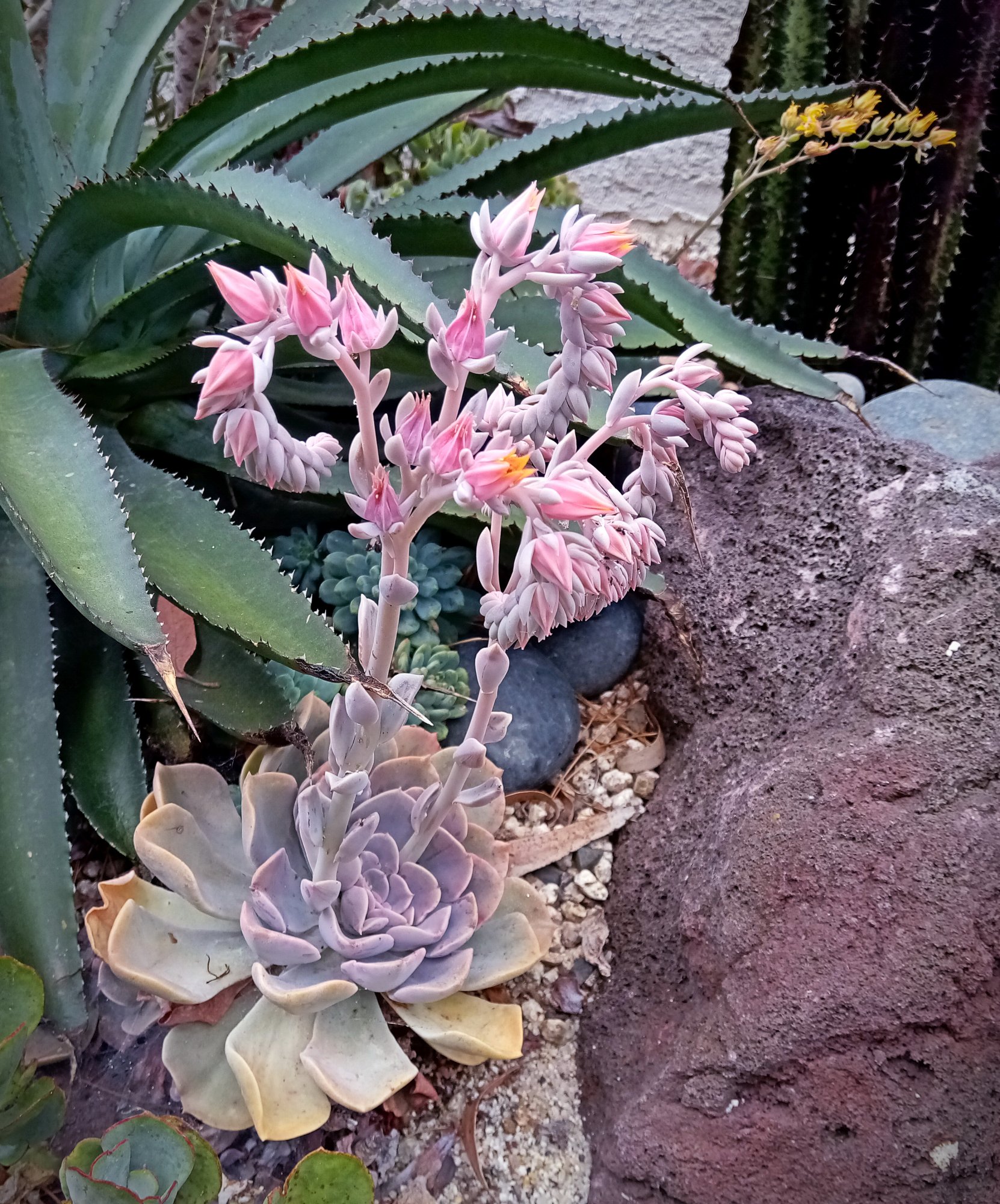 IMG_20250730_111747 cropxv.jpg