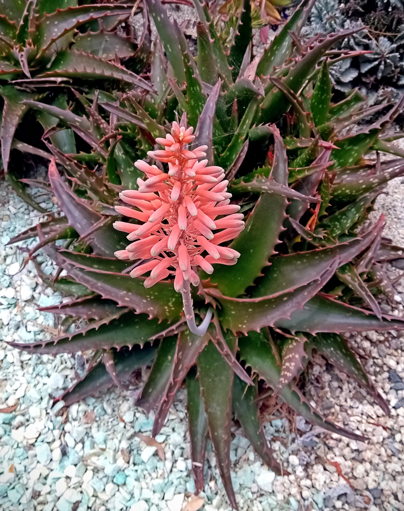 IMG_20250730_112052 crop2x.jpg