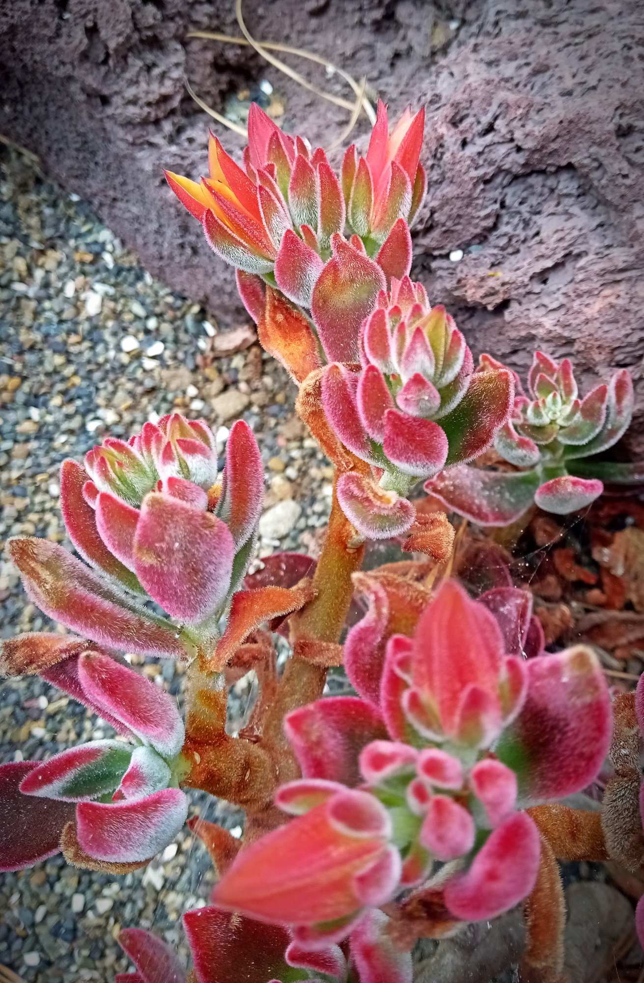 IMG_20250730_112108 cropxv.jpg