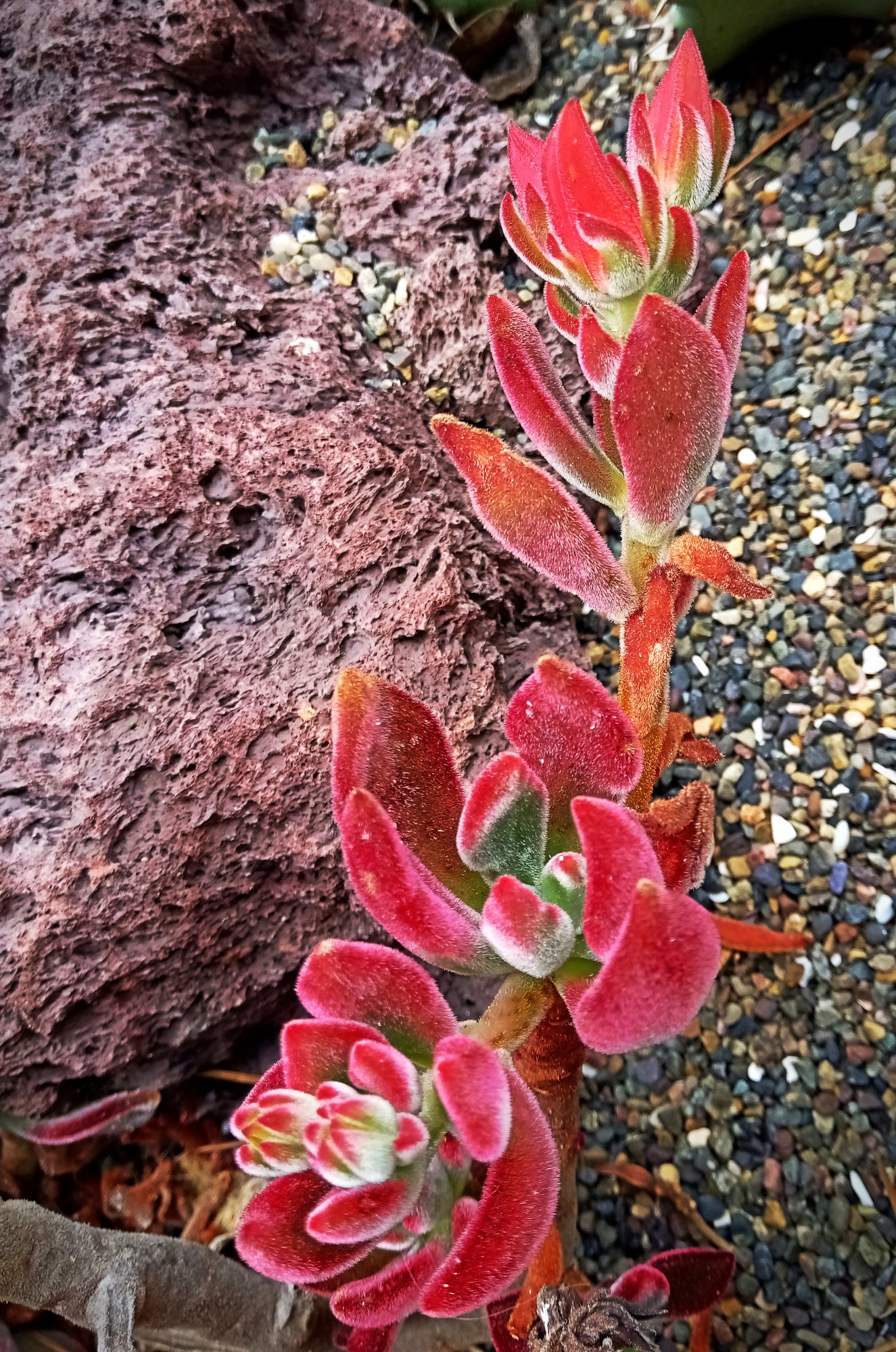 IMG_20250730_112116 cropxv2.jpg