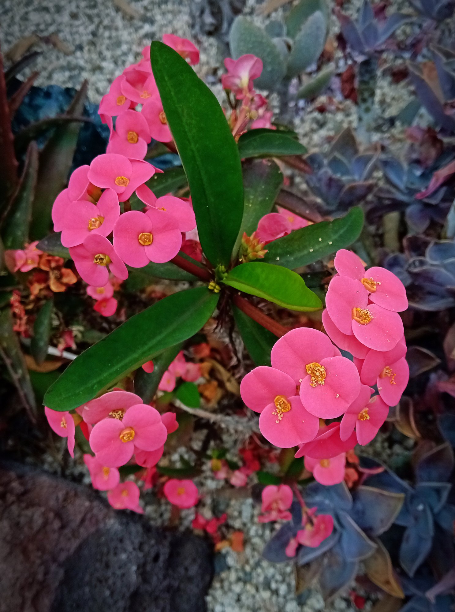 IMG_20250730_112311 cropxv.jpg