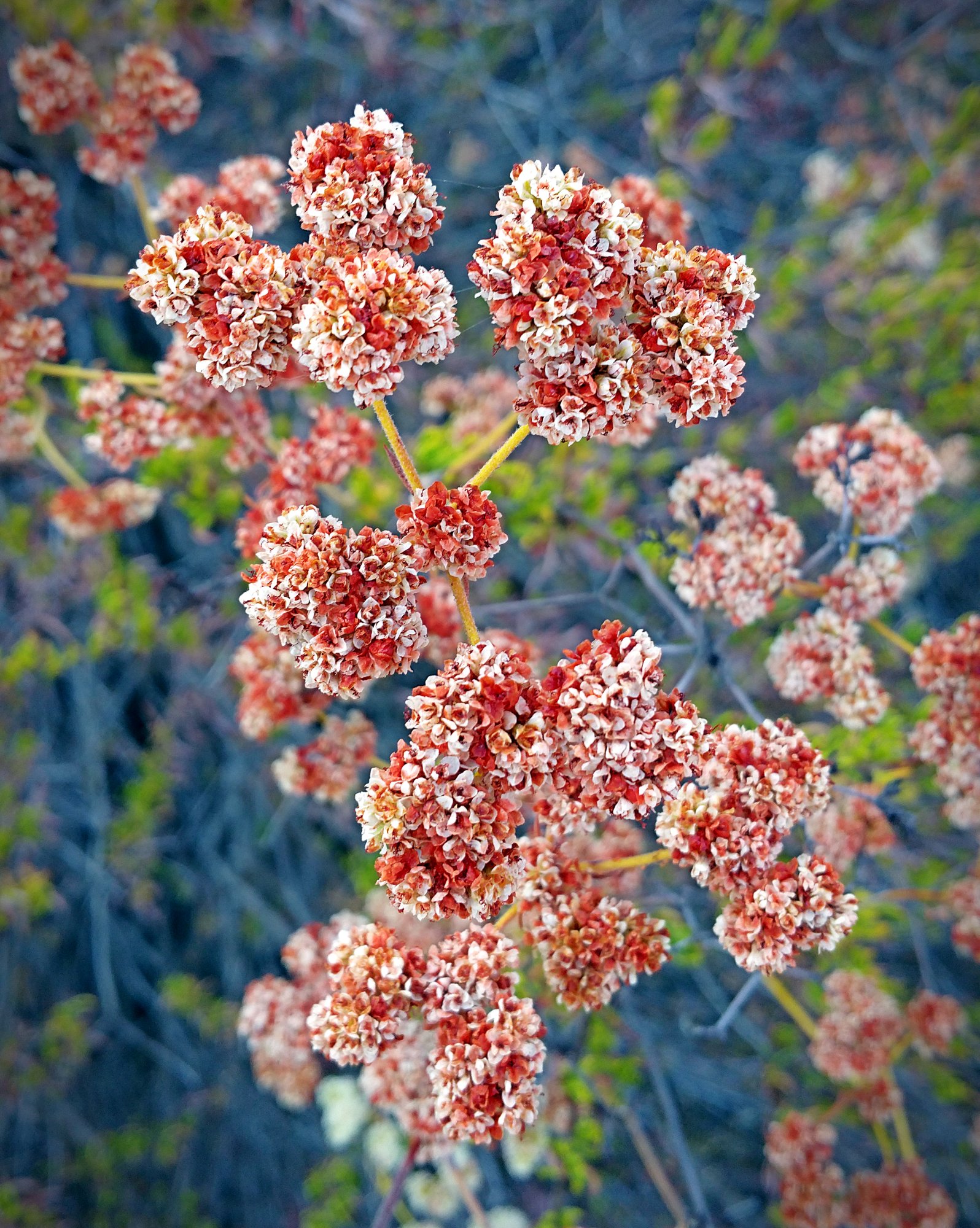 IMG_20250810_075647 cropxv.jpg