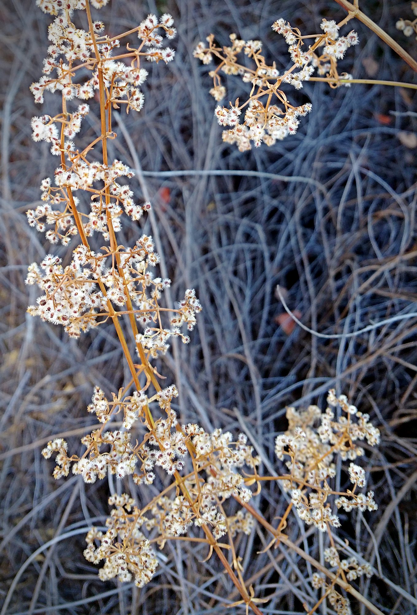 IMG_20250810_080328 cropxv.jpg