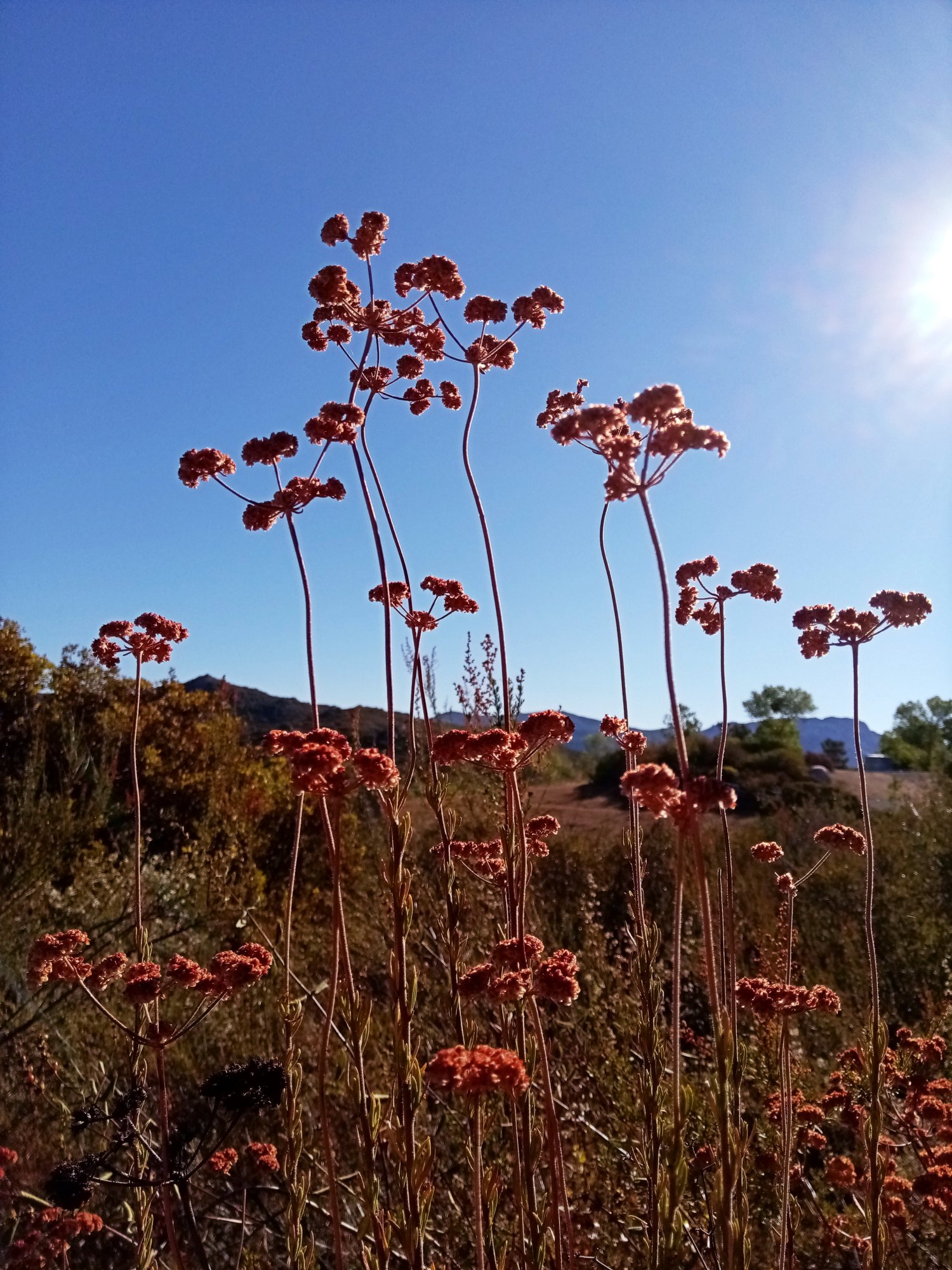 IMG_20250831_083433 x.jpg