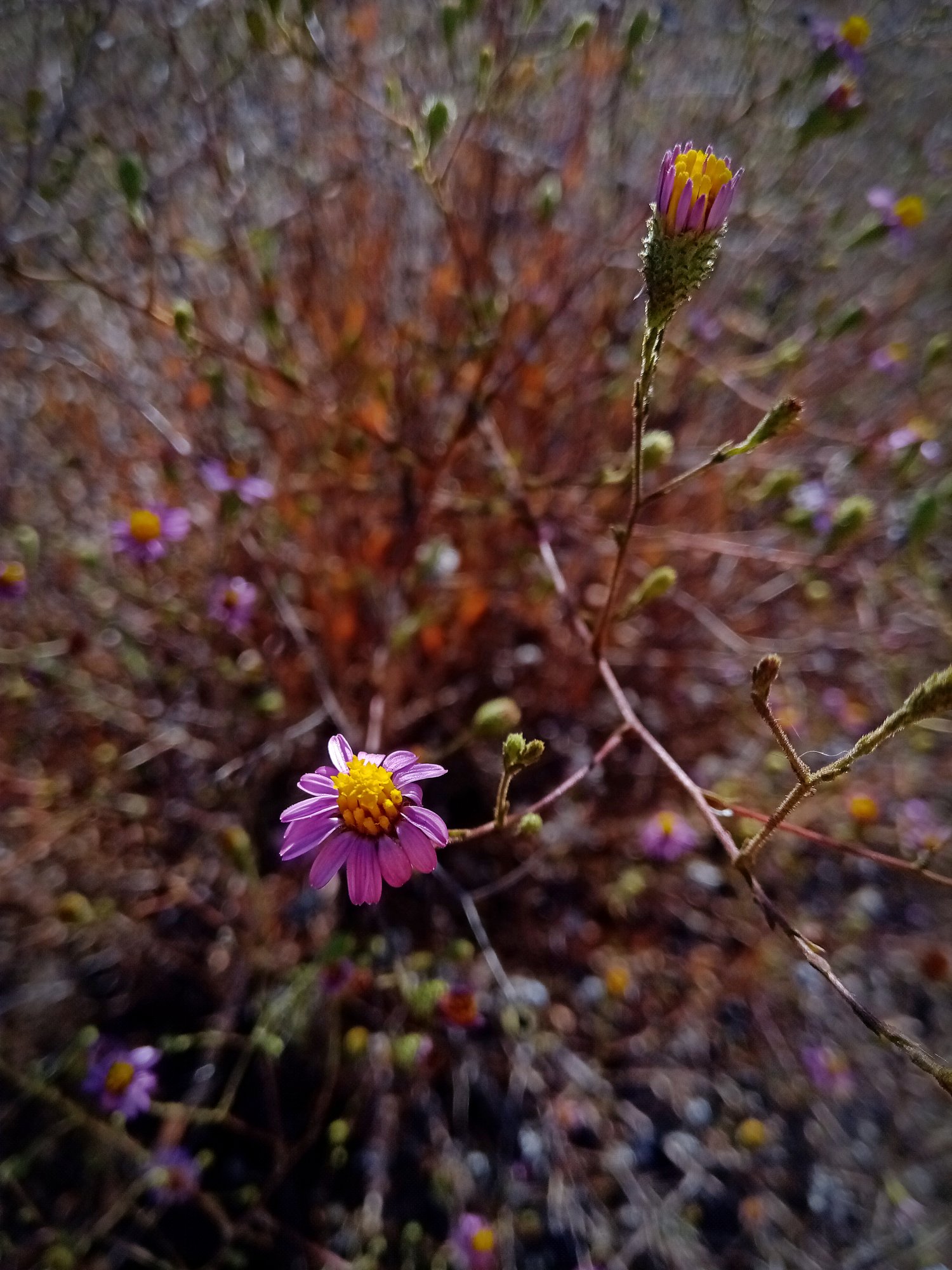 IMG_20250901_084622 xv.jpg