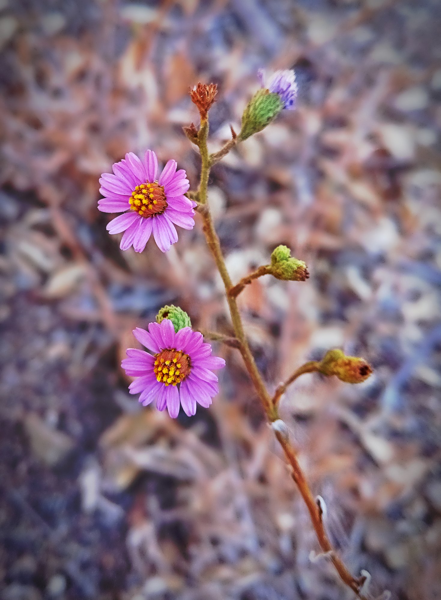 IMG_20250905_083438 cropxv.jpg