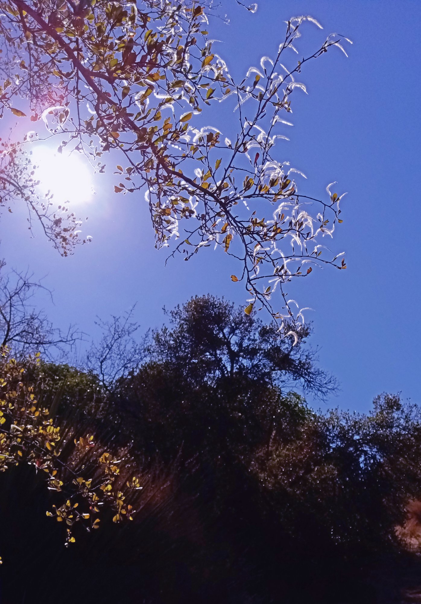 IMG_20250910_094121 cropx2.jpg