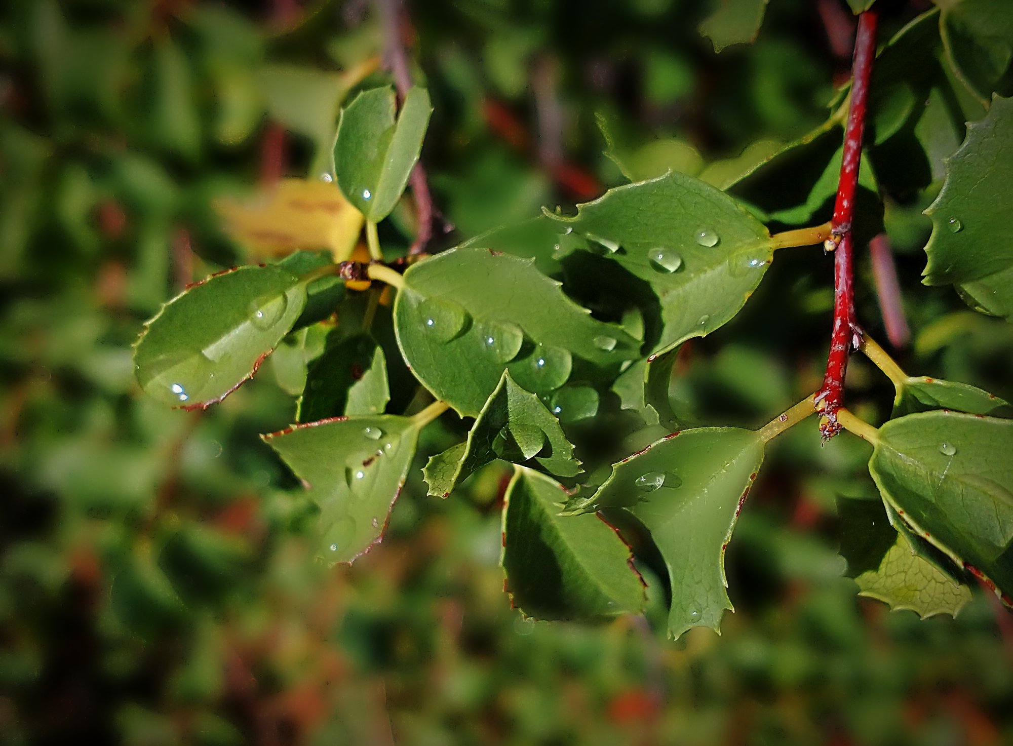 IMG_20251121_093542 cropxv.jpg