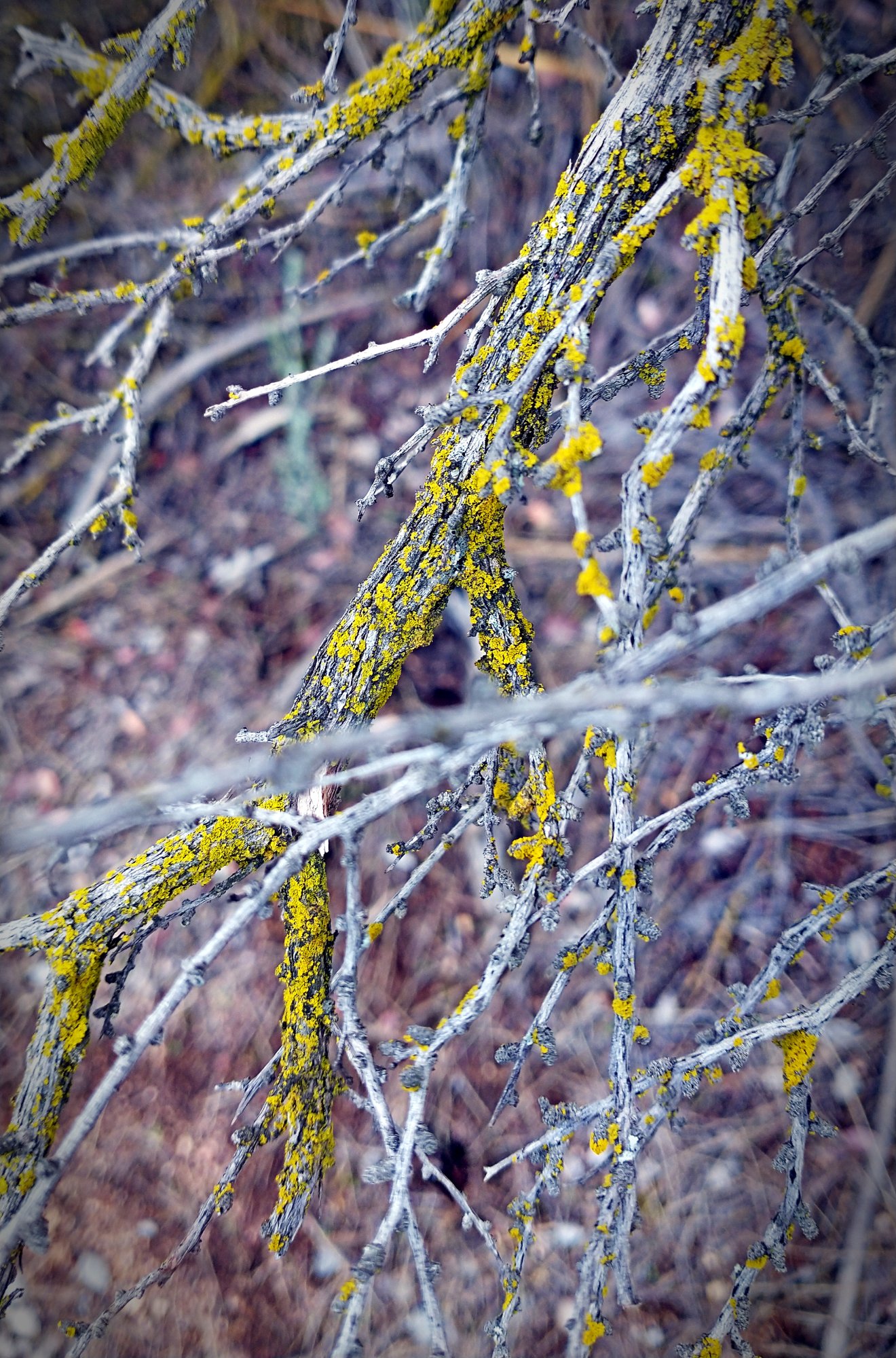 IMG_20251121_143342014 cropxv.jpg