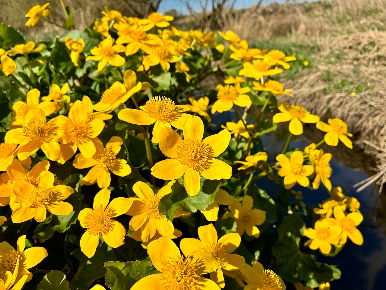 IMG_2030.jpeg