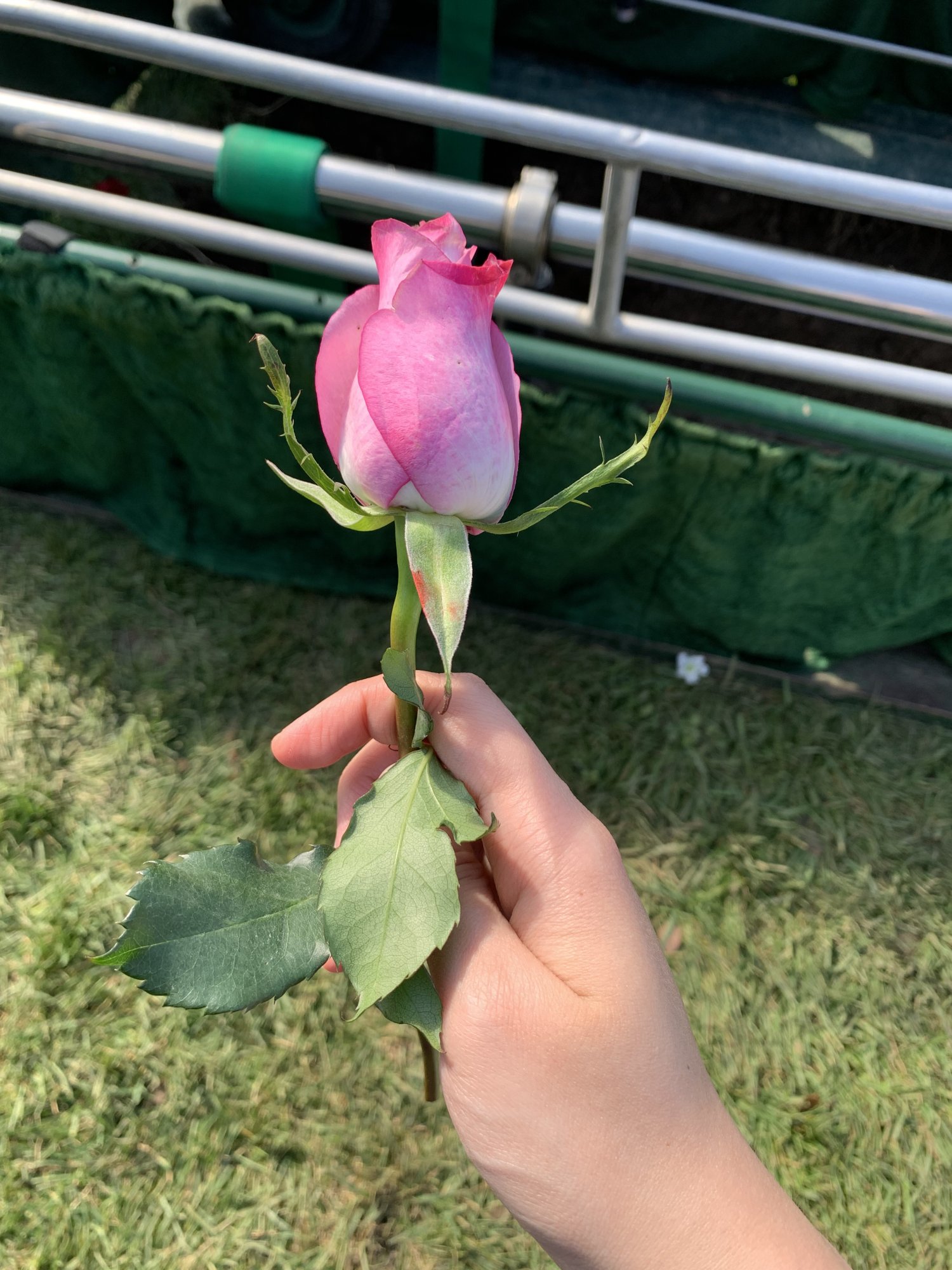 IMG_2267.jpeg