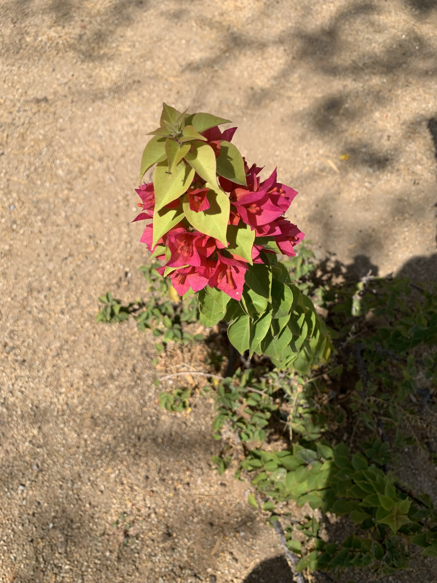IMG_3698.jpeg