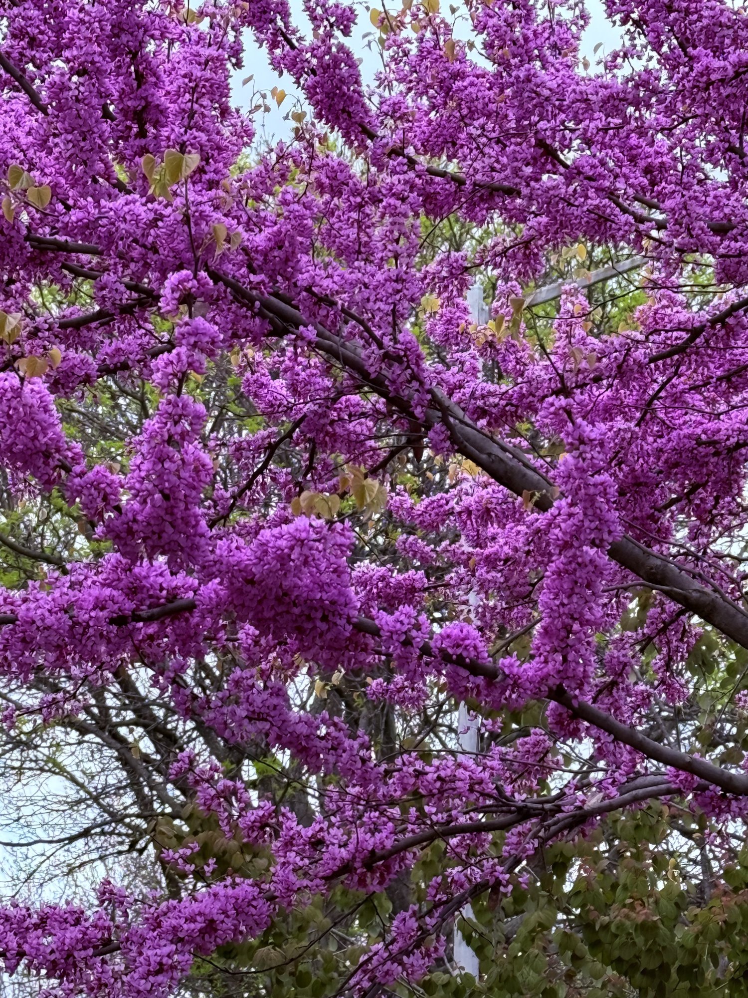 IMG_4107.jpeg