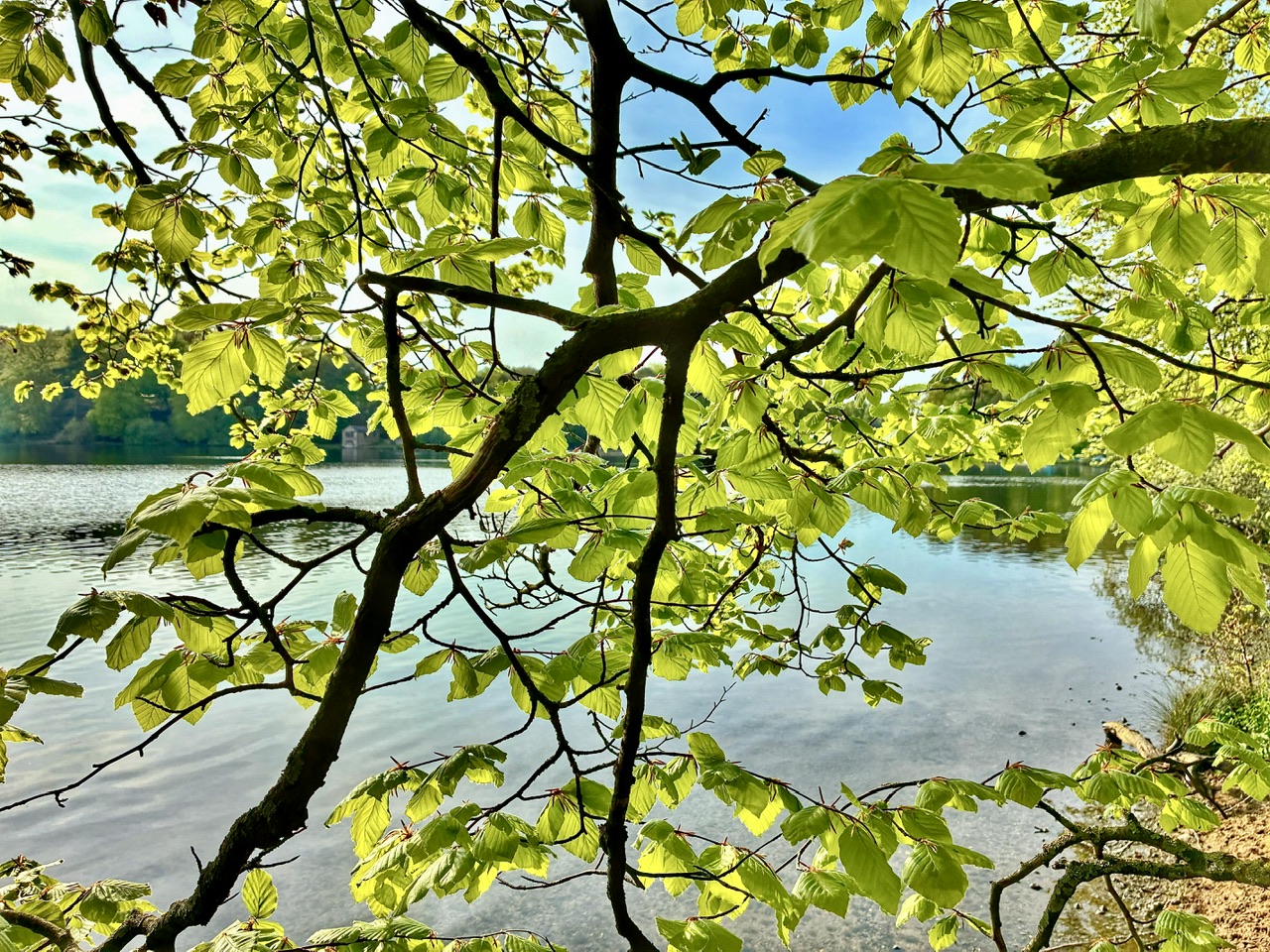 IMG_4447.jpeg
