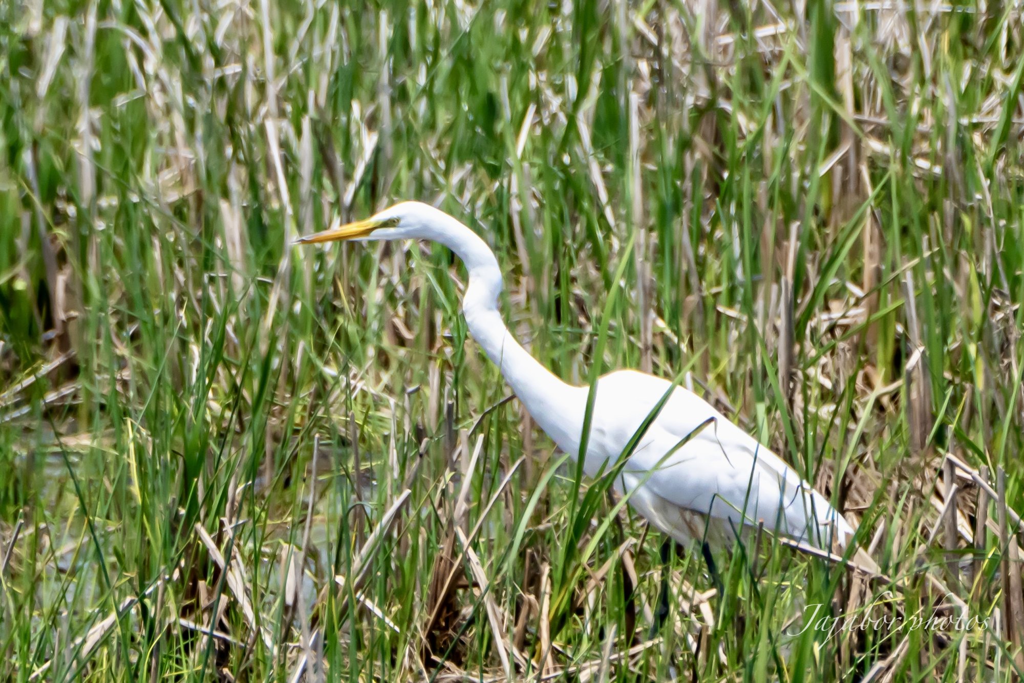 IMG_4634.jpg