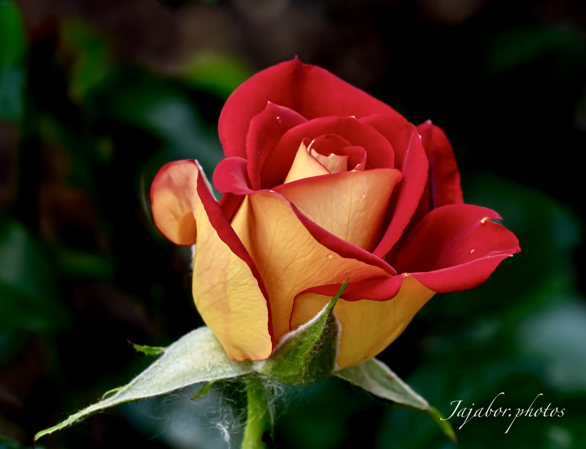 IMG_4725.jpg