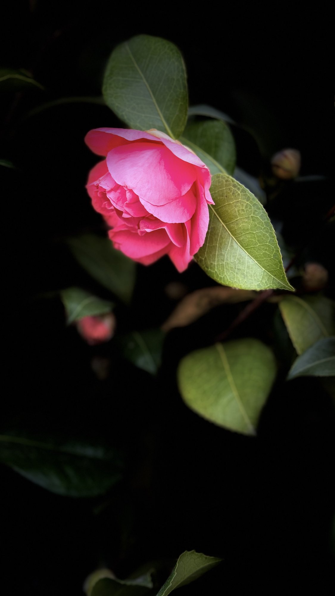 IMG_5667.jpeg