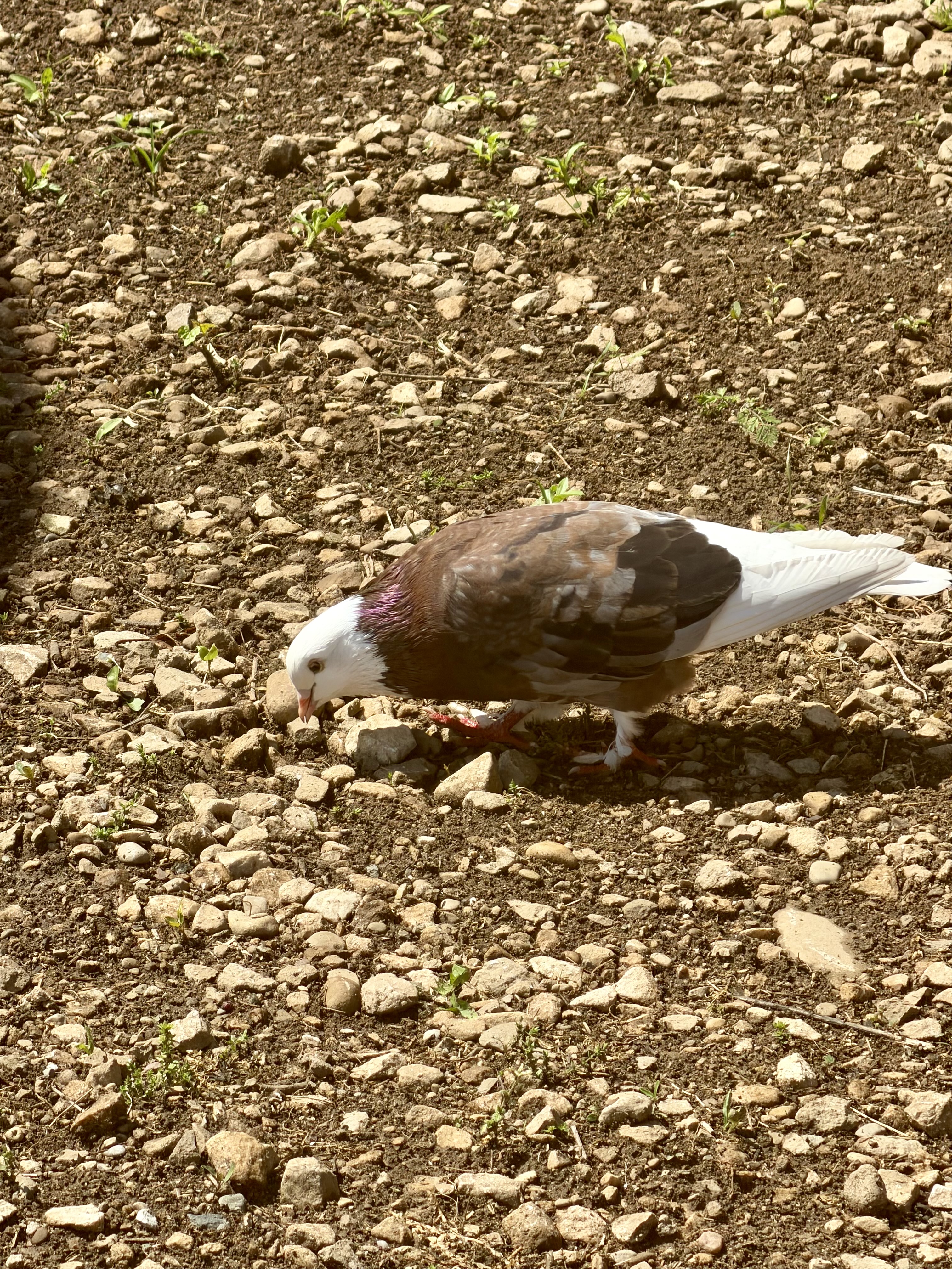 IMG_5818.jpeg