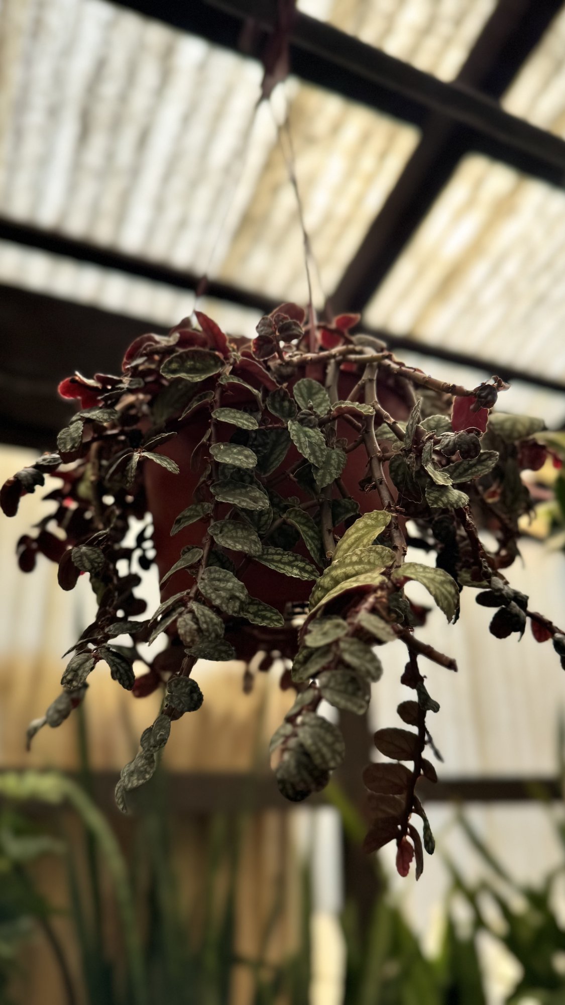 IMG_6004.jpeg