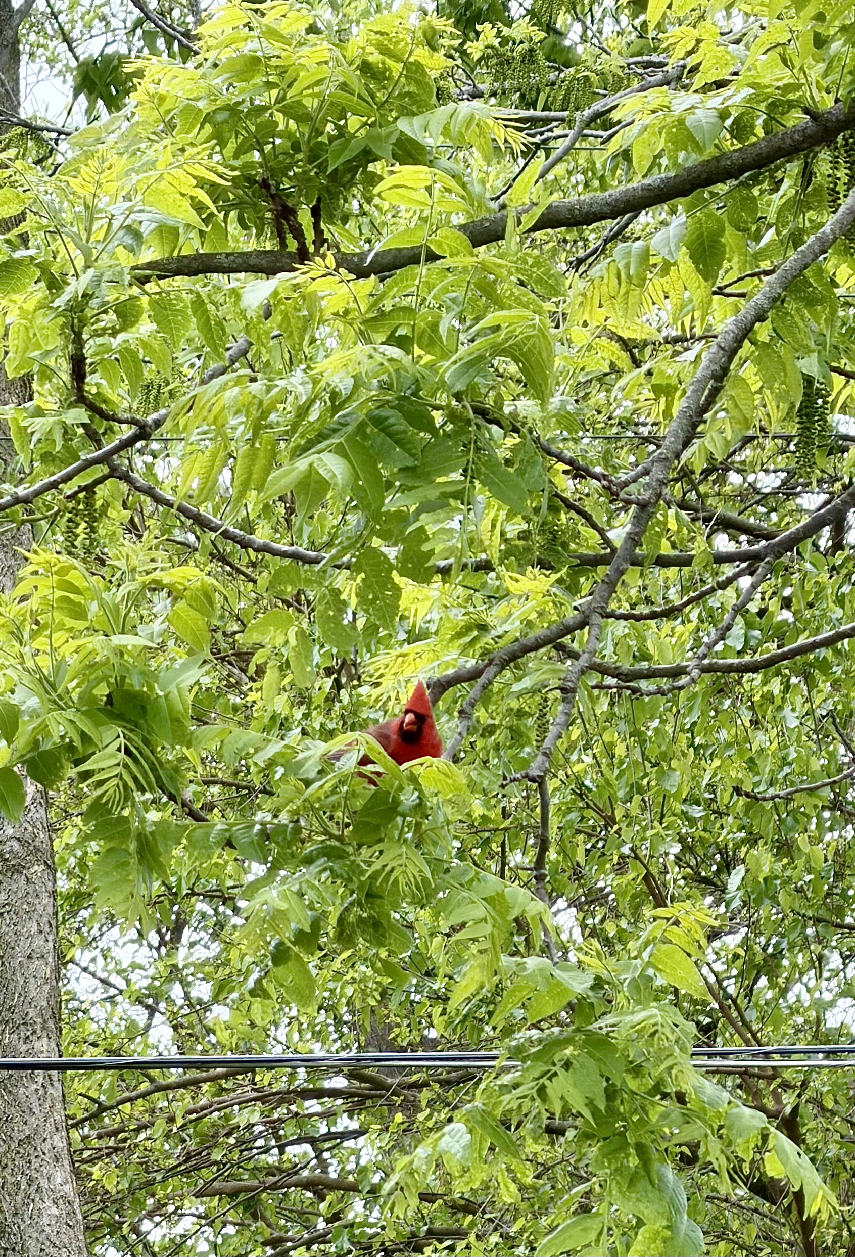 IMG_6093.jpeg