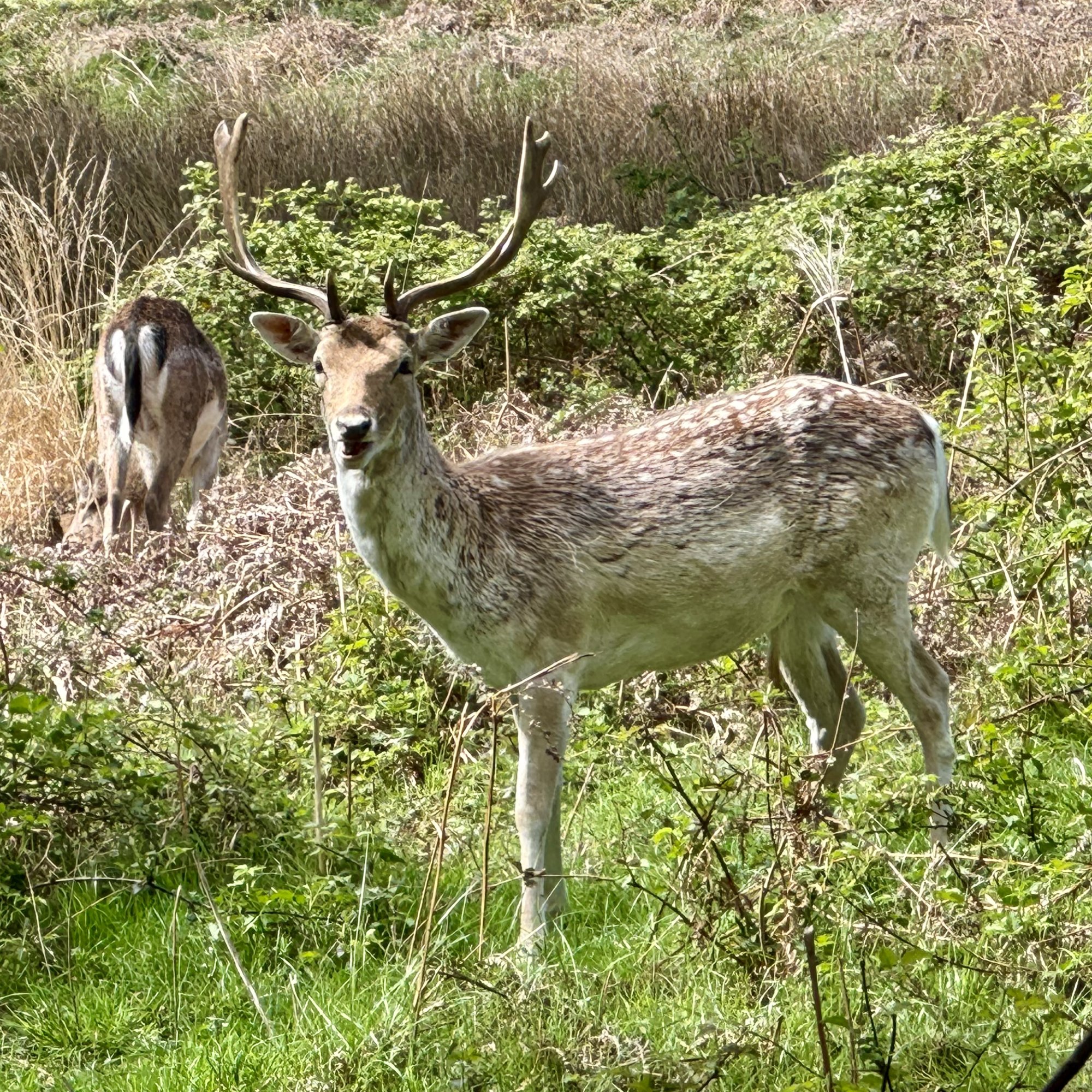 IMG_6265.jpeg