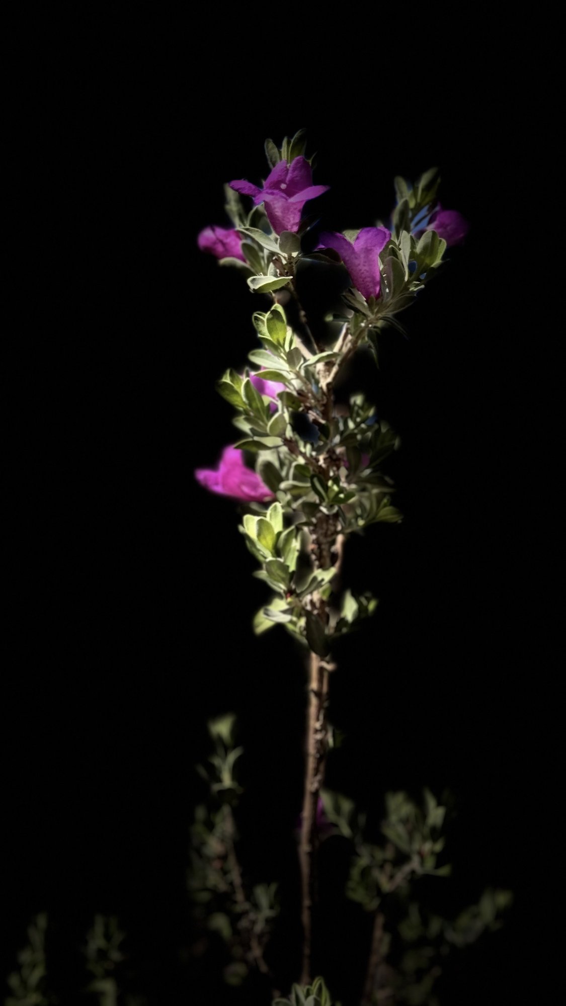 IMG_6351.jpeg