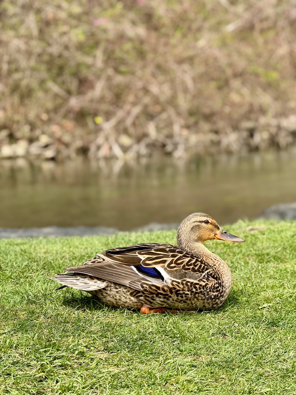 IMG_6695.jpeg
