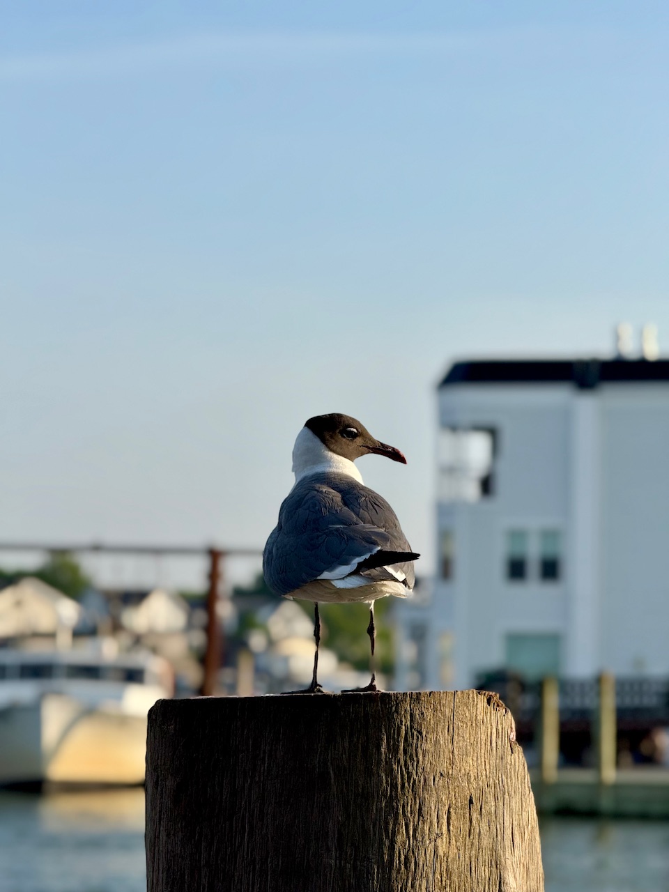 IMG_7133.jpeg