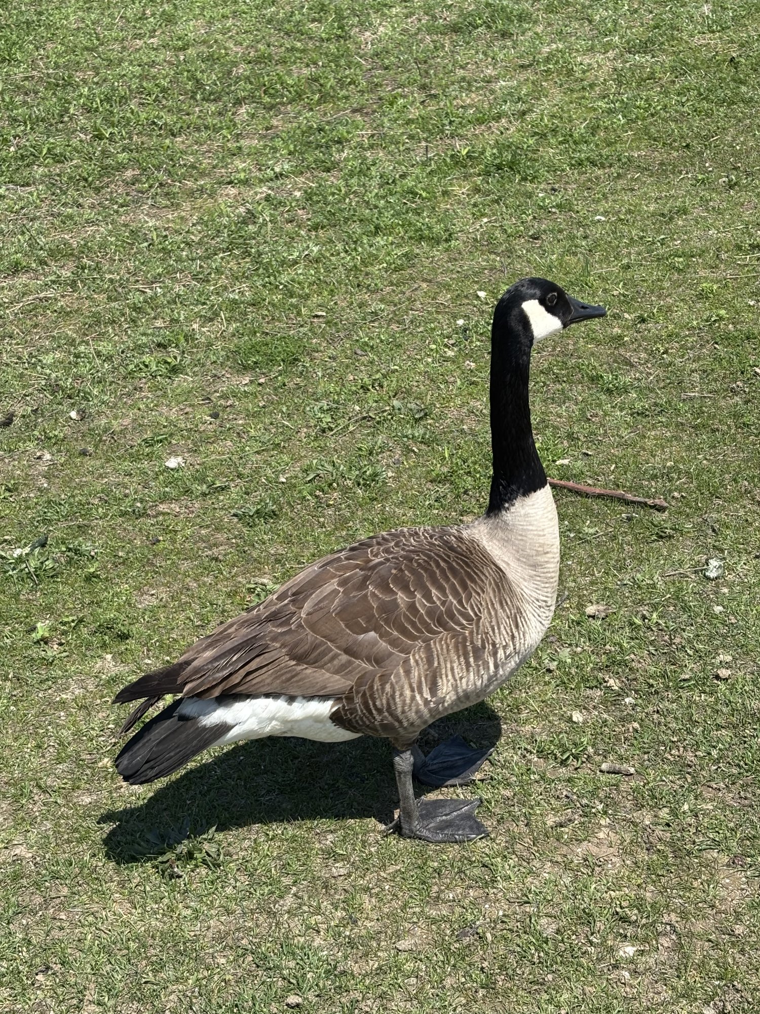 IMG_7997.jpeg