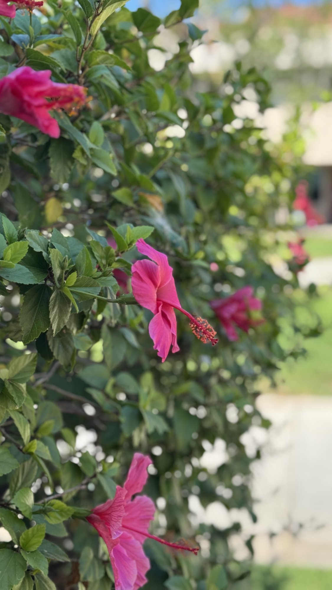 IMG_8623.jpeg