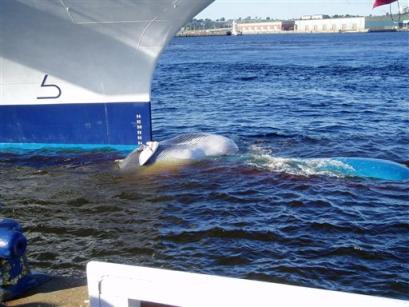 impale-a-whale.jpg