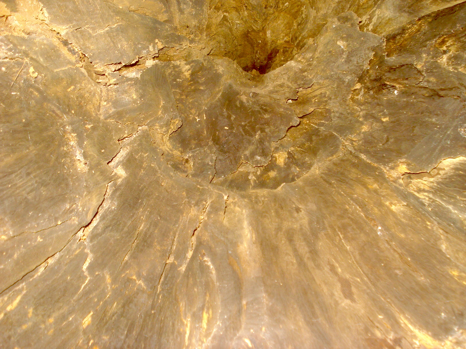 inside a hollow tree trunk looking up.JPG