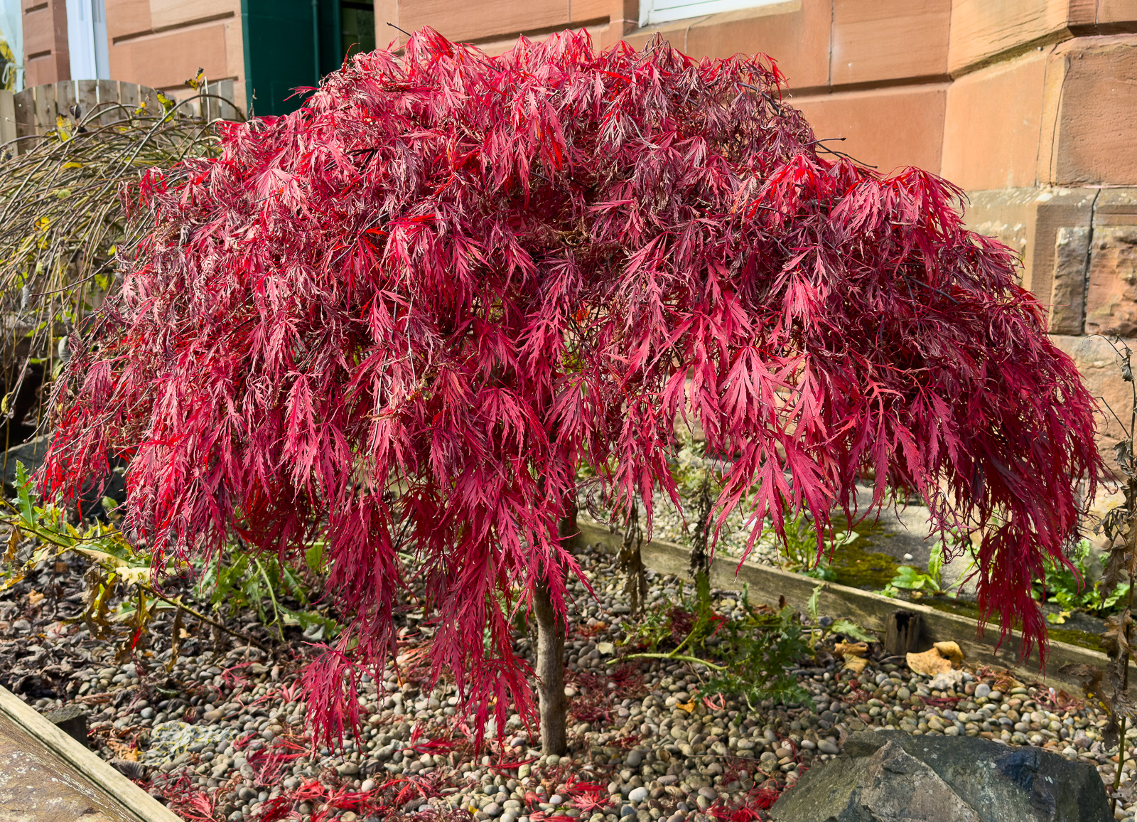 JapaneseMaple20241026.jpg